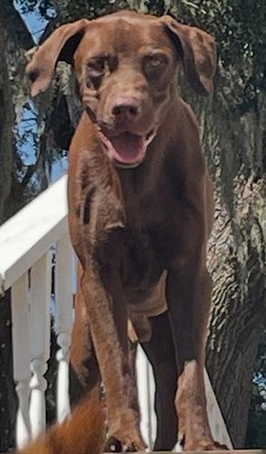 Enlarge Duck #2, a Adoptable mixed breed in Killingworth, CT image 5/5