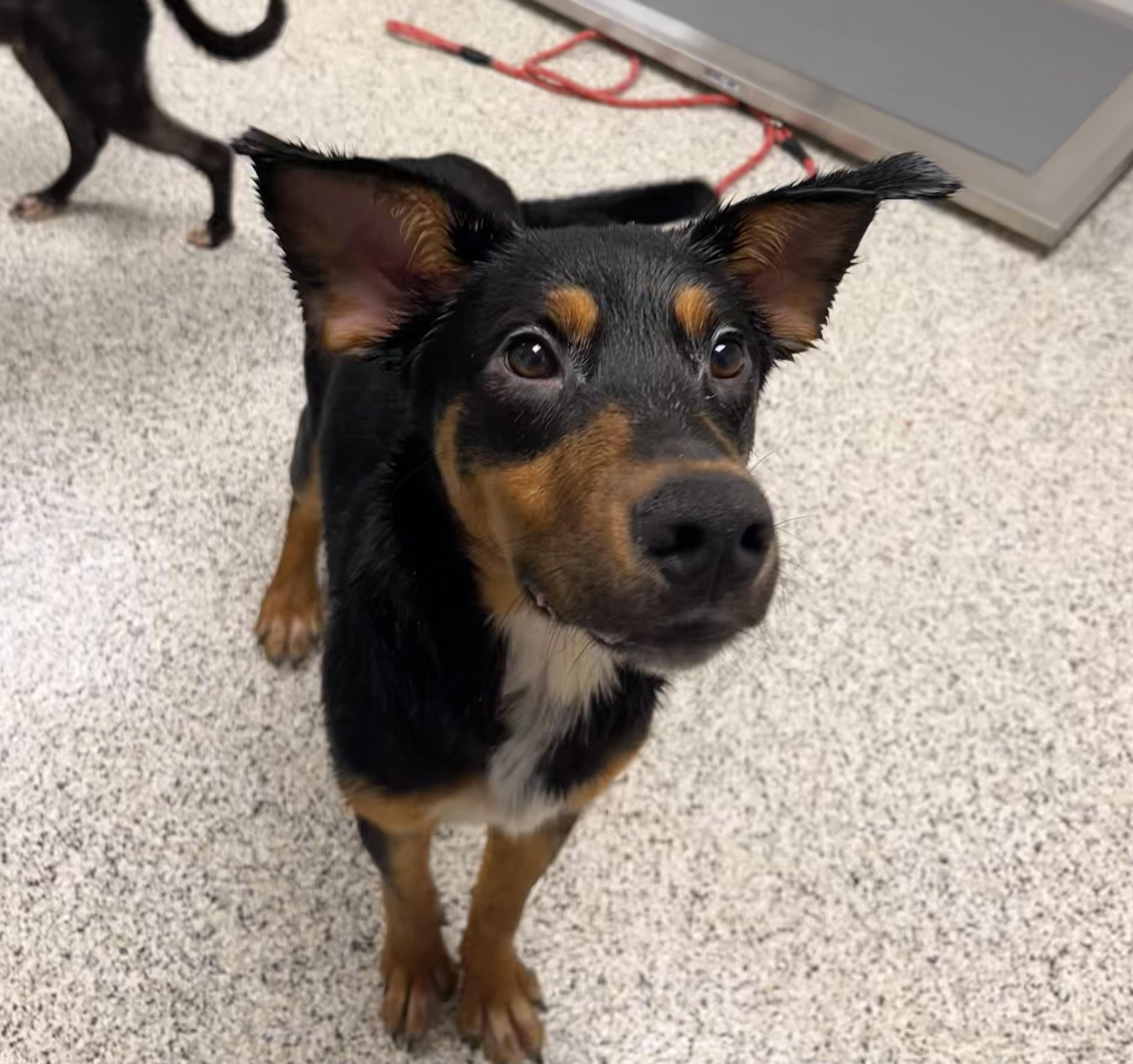 Nicholas thumbnail 2