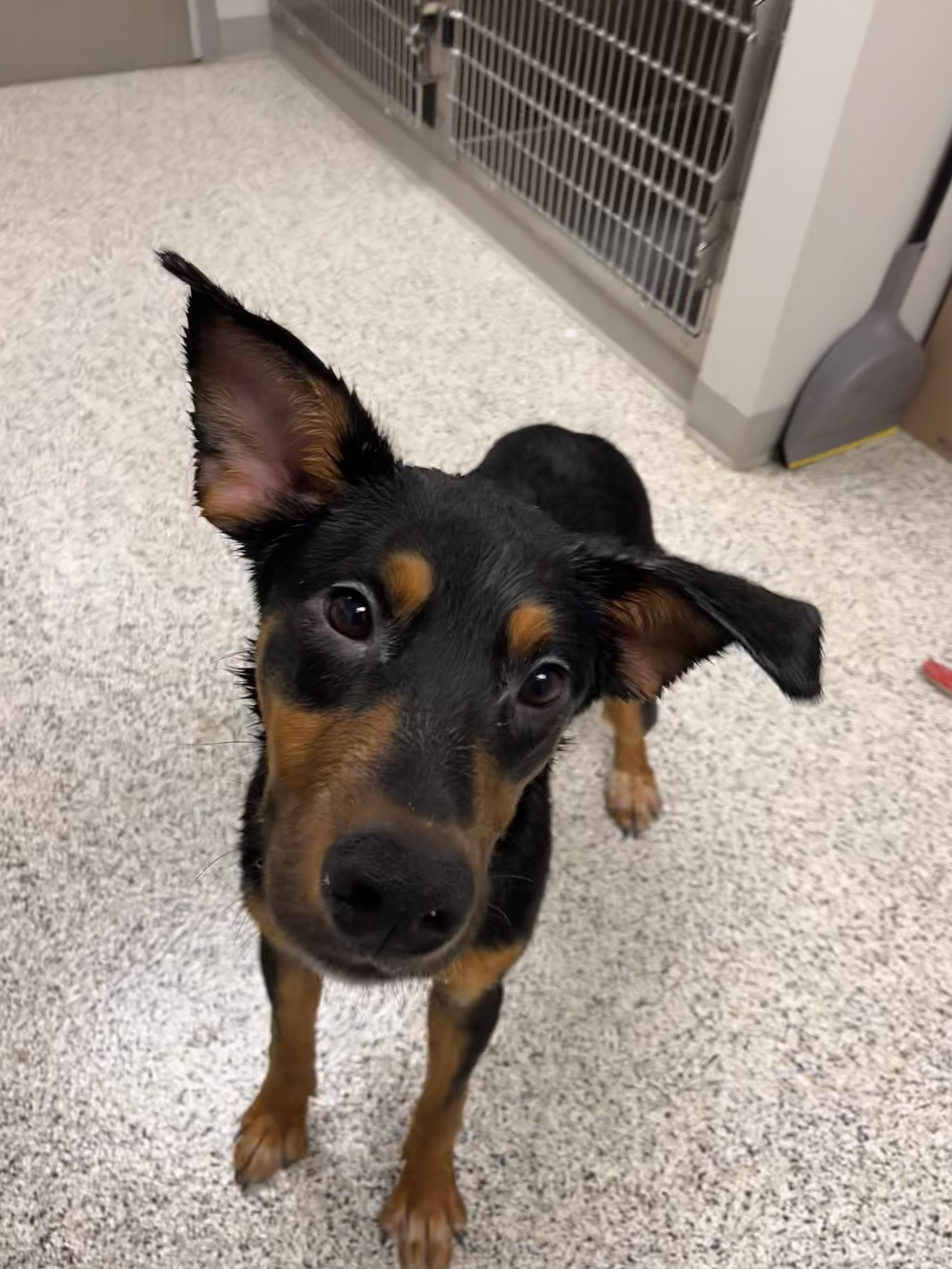 Nicholas thumbnail 3