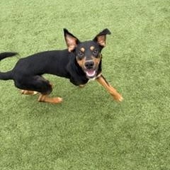 Enlarge Nicholas , a ADOPTABLE Mixed Breed in Liberty, MO image 2/6