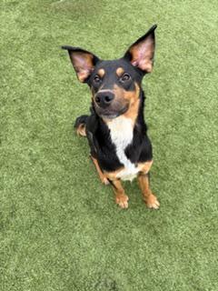 Enlarge Nicholas , a ADOPTABLE Mixed Breed in Liberty, MO image 6/6