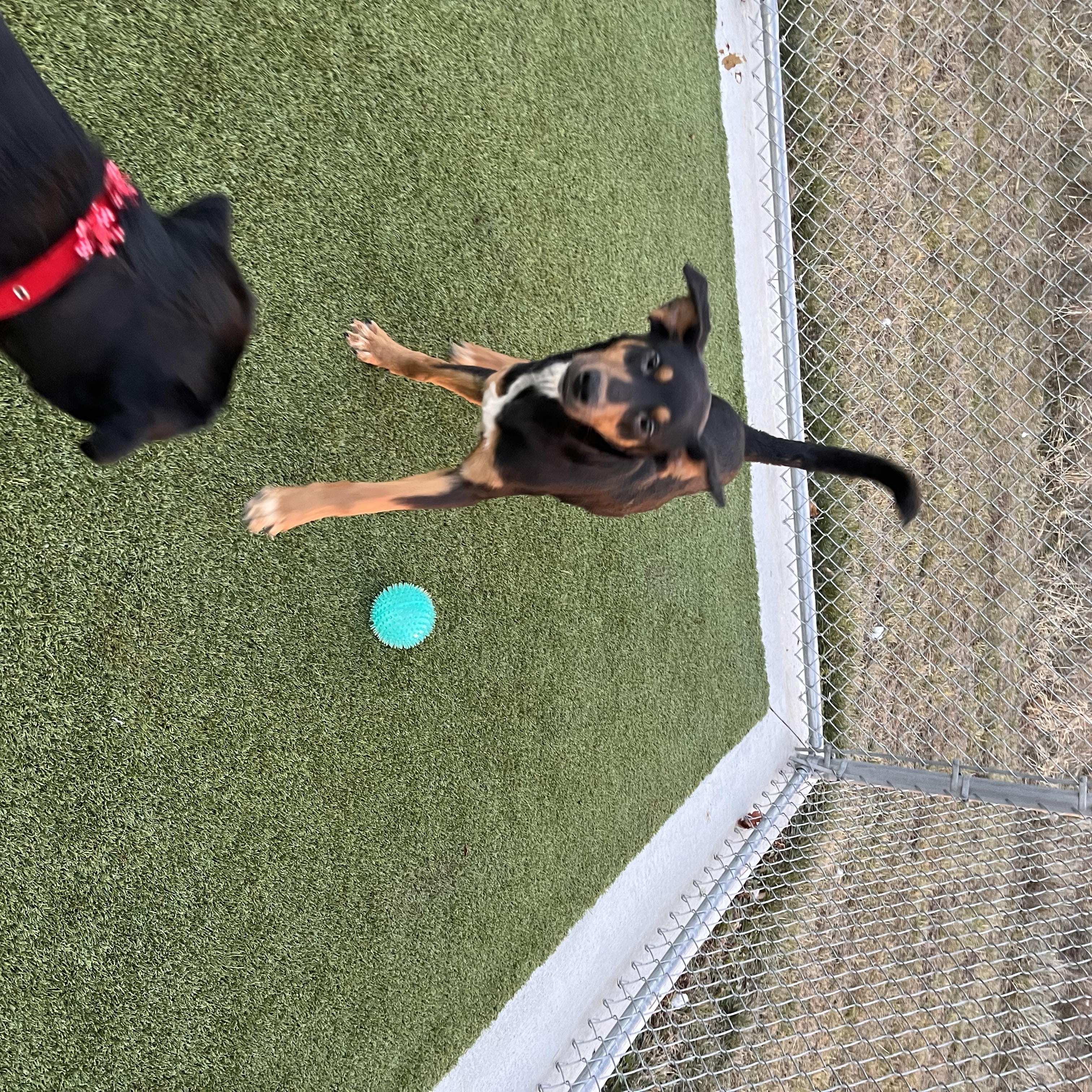 Enlarge Nicholas , a ADOPTABLE Mixed Breed in Liberty, MO image 4/6