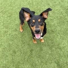 Enlarge Nicholas , a ADOPTABLE Mixed Breed in Liberty, MO image 1/6