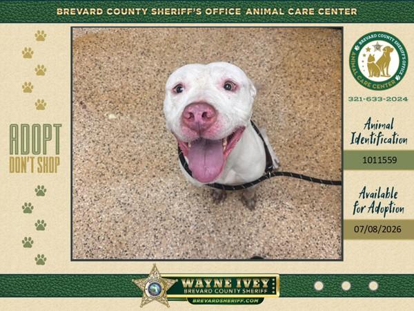 Colby, Adoptable, Adult Male Mixed Breed.