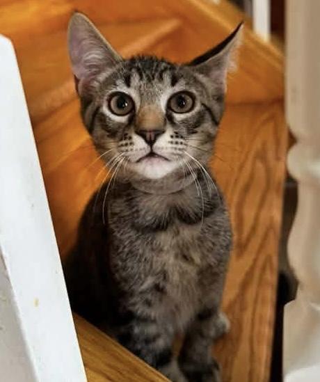 Char, a ADOPTABLE Domestic Short Hair in Breinigsville, PA image 2/2