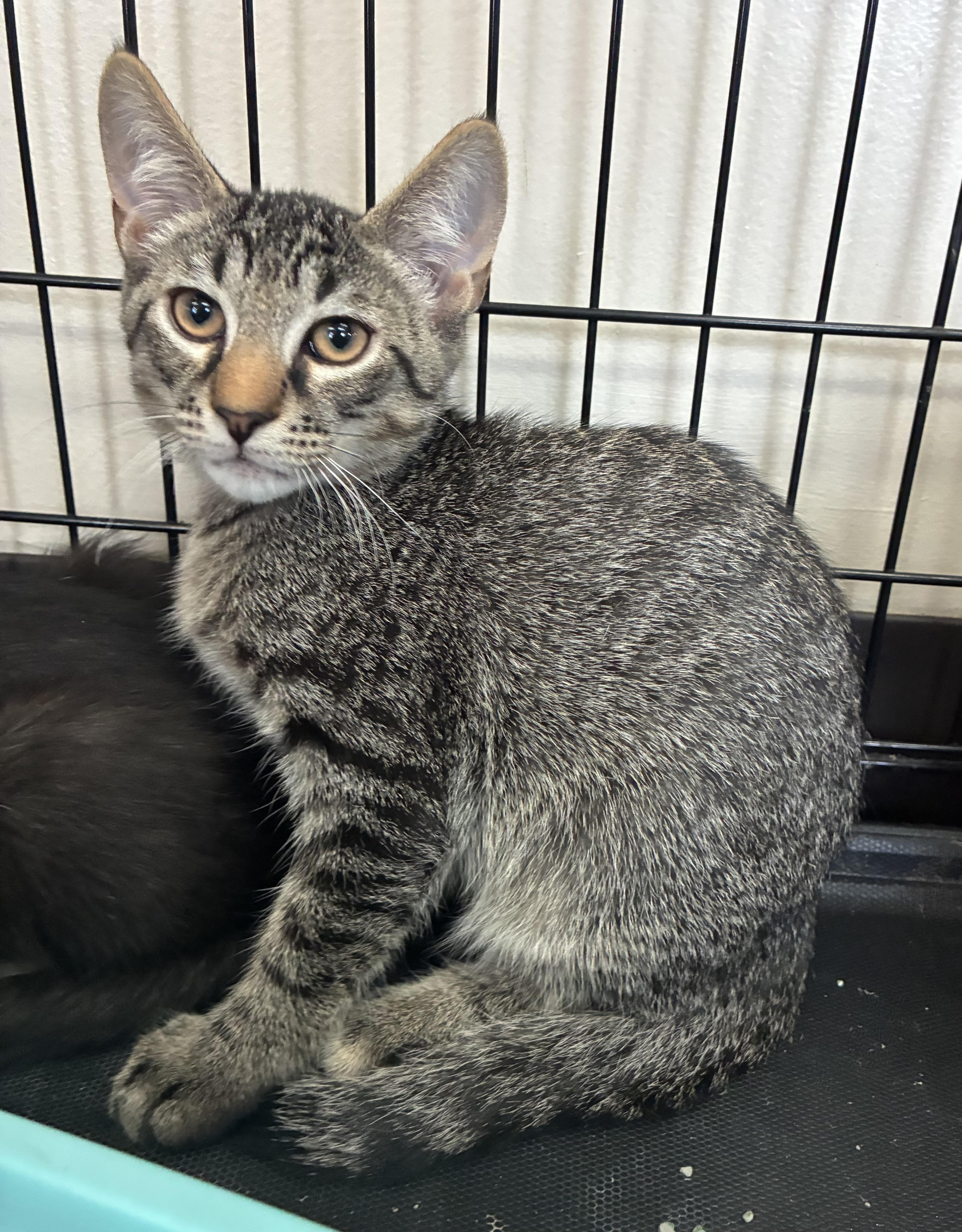 Char, a ADOPTABLE Domestic Short Hair in Breinigsville, PA image 1/2