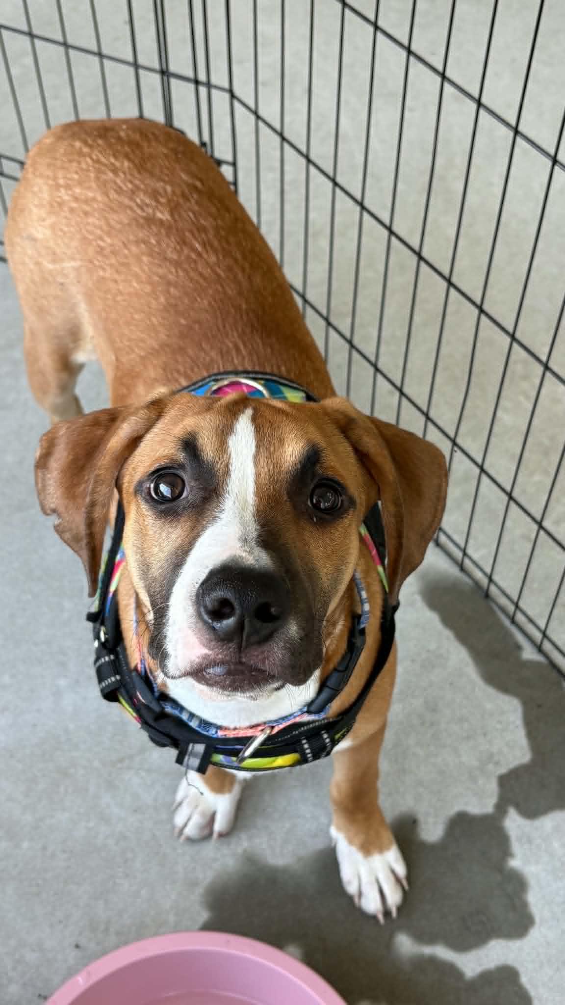 Tango, a ADOPTABLE mixed breed in Ayden, NC image 1/6