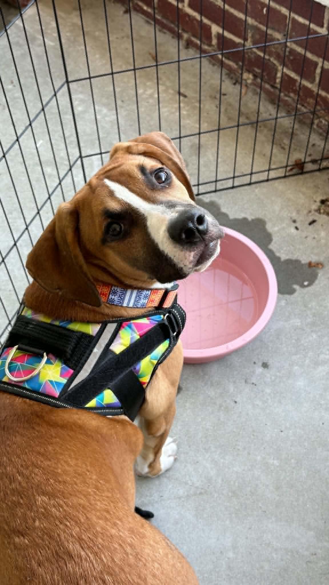 Tango, a ADOPTABLE mixed breed in Ayden, NC image 6/6