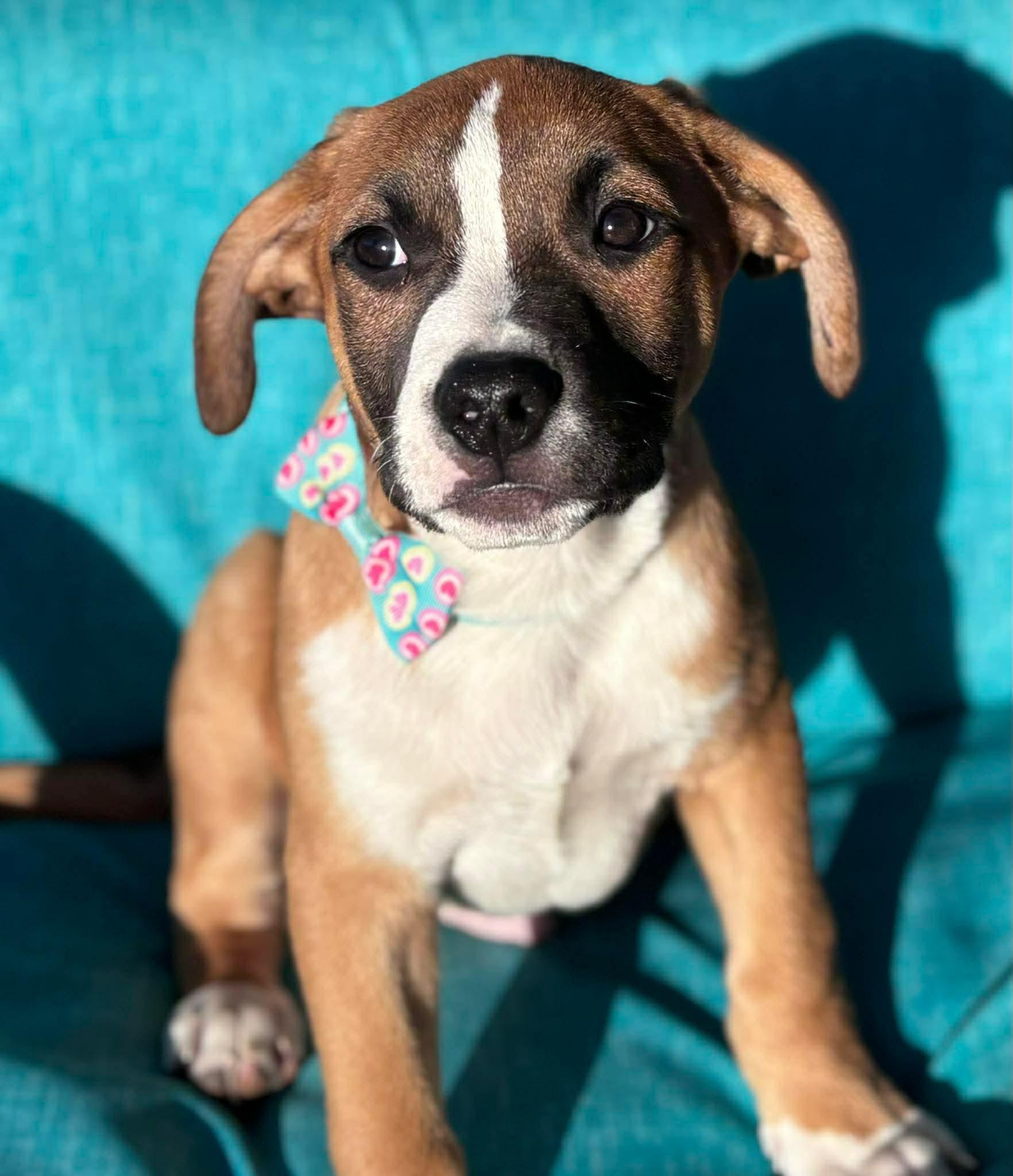 Enlarge Tango, a ADOPTABLE mixed breed in Ayden, NC image 6/6