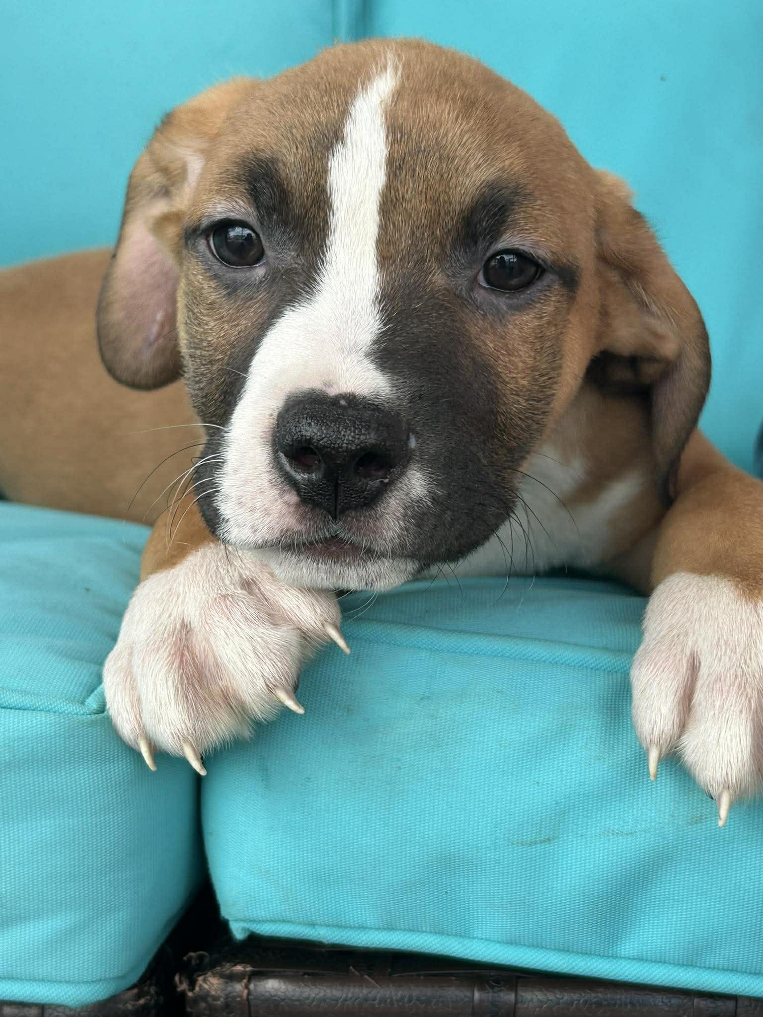 Enlarge Tango, a ADOPTABLE mixed breed in Ayden, NC image 2/6