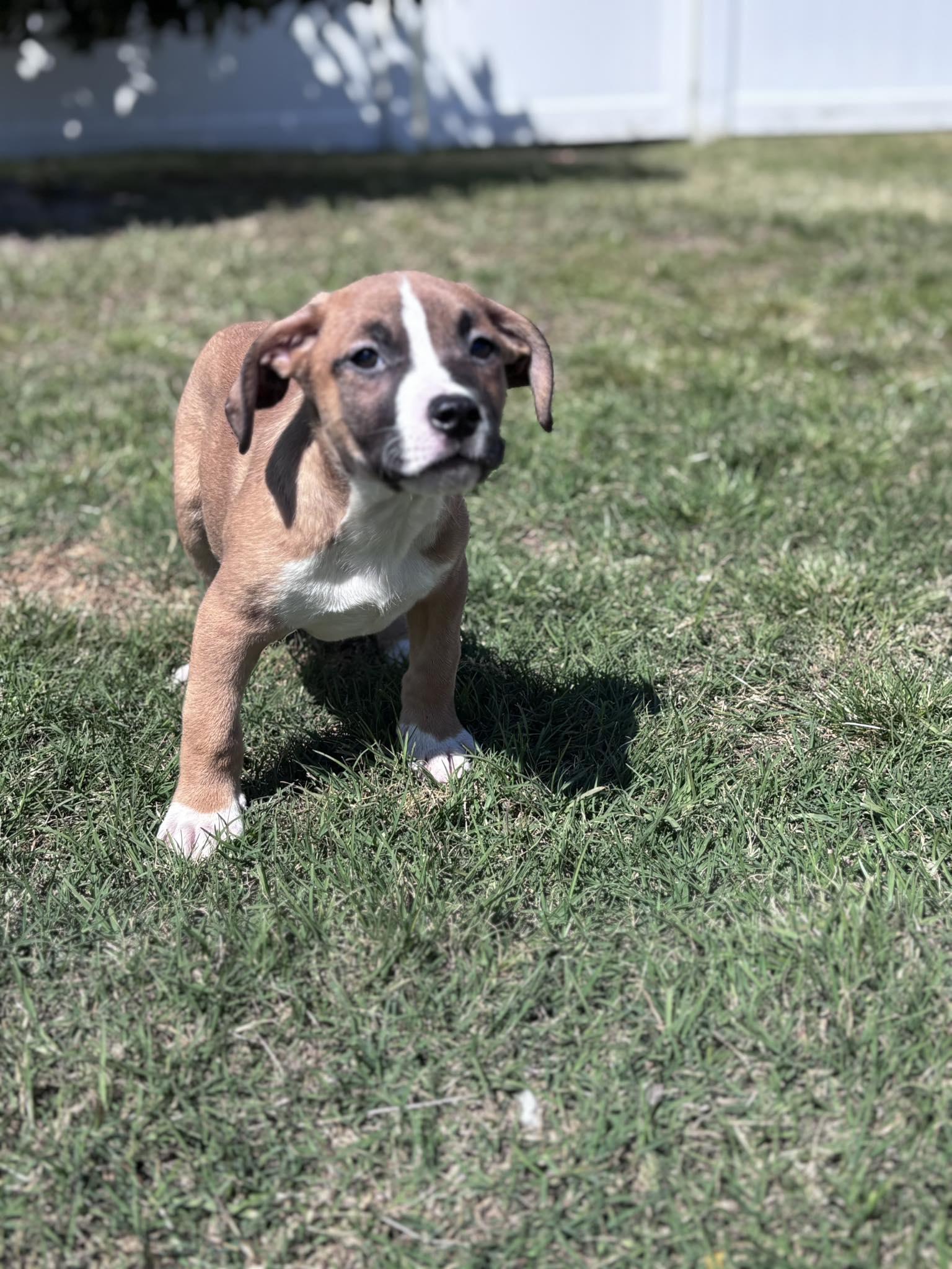 Enlarge Tango, a ADOPTABLE mixed breed in Ayden, NC image 3/6