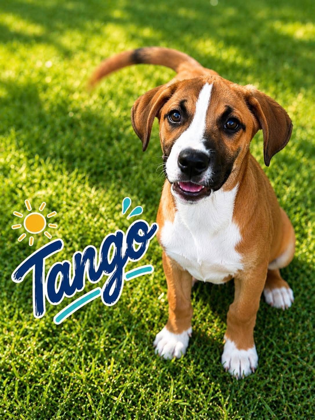 Enlarge Tango, a ADOPTABLE mixed breed in Ayden, NC image 1/6