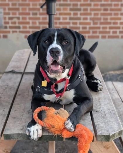 Picasso, Adoptable, Young Male Mixed Breed & Mixed Breed.