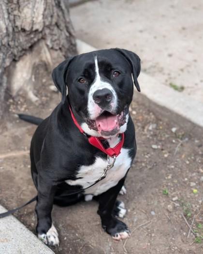 Enlarge Picasso, a Adoptable mixed breed in Montreal, QC image 2/3