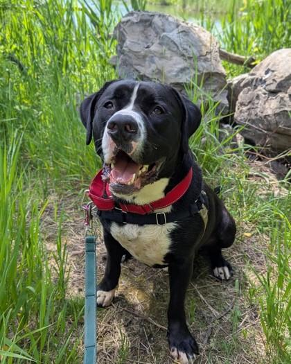 Enlarge Picasso, a Adoptable mixed breed in Montreal, QC image 3/3