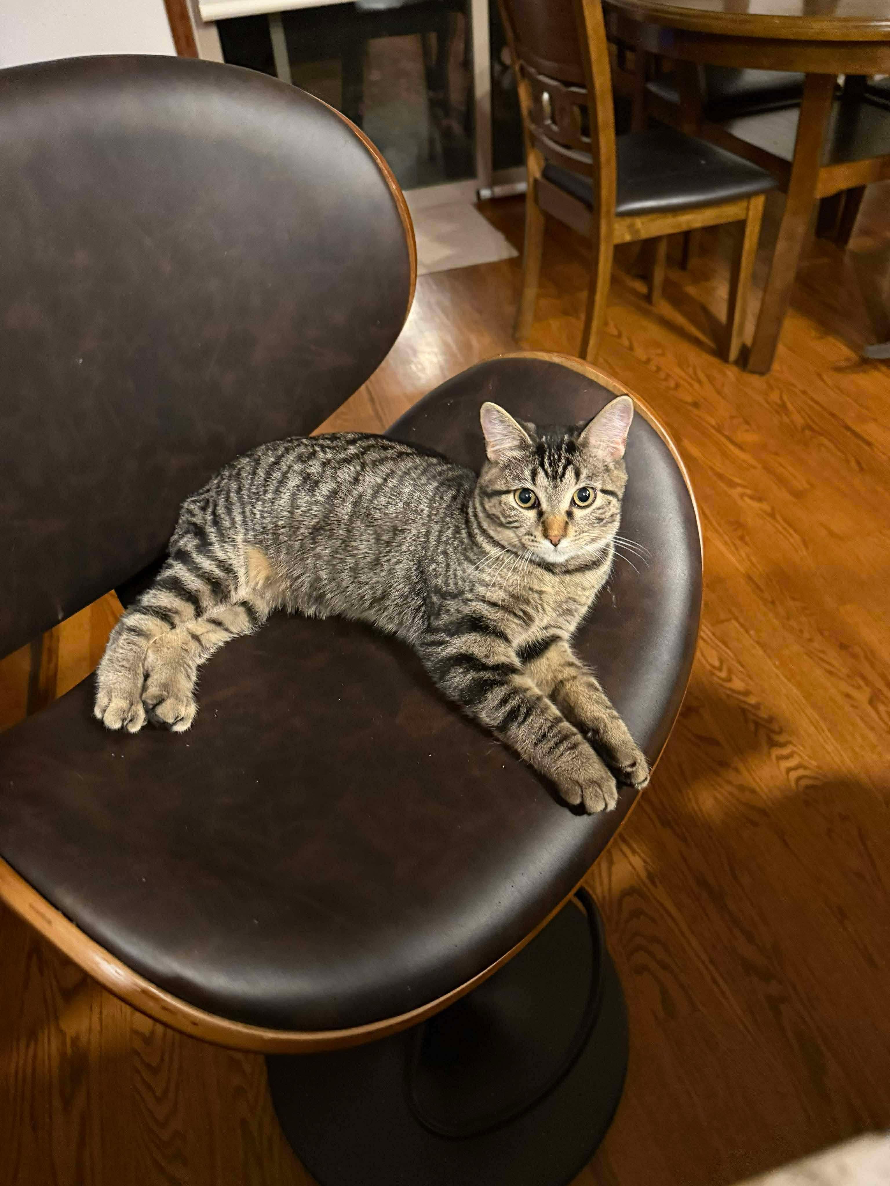 Enlarge Bubbles, a Adoptable Domestic Short Hair in Sioux Falls, SD image 1/2