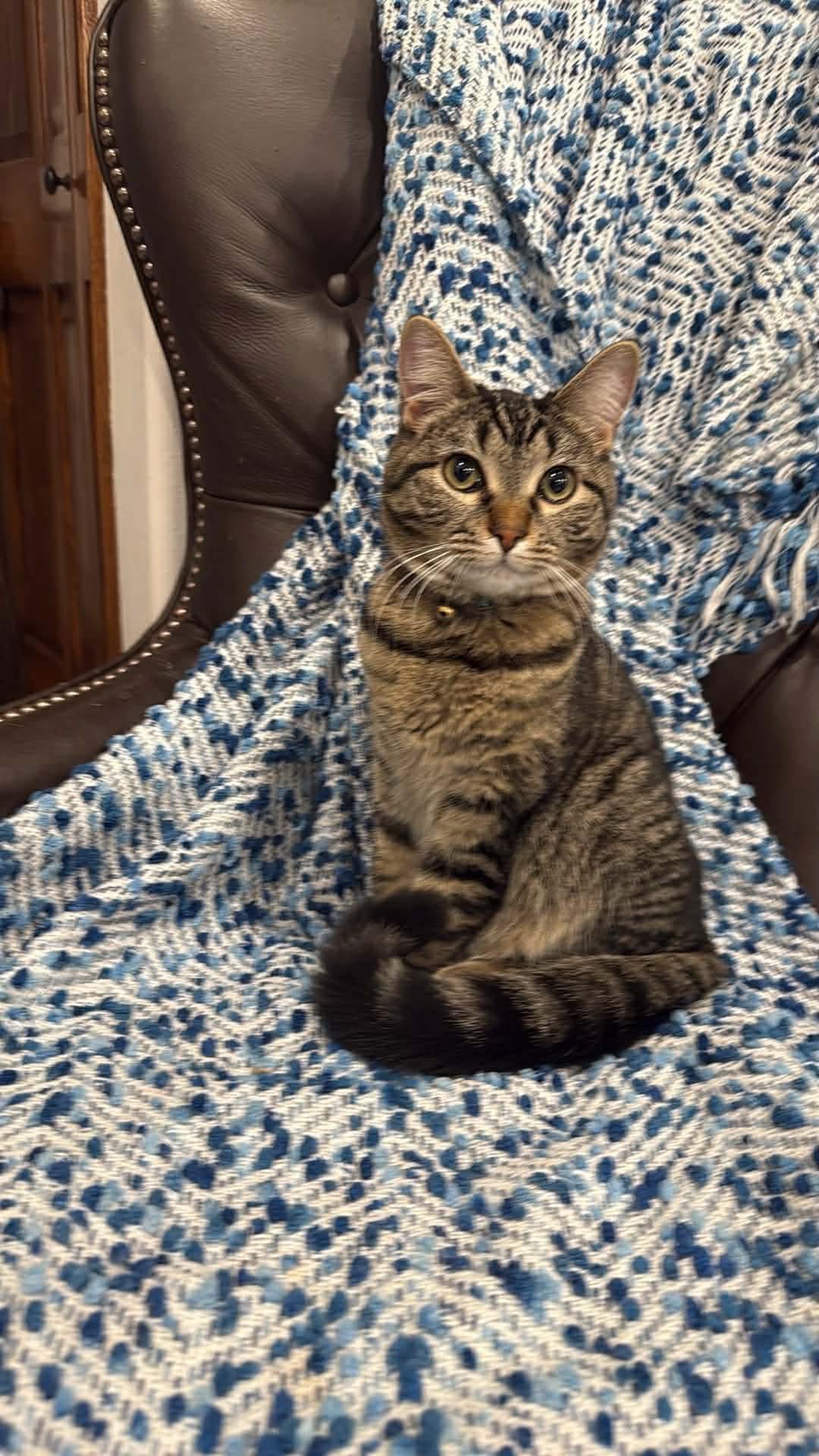 Enlarge Bubbles, a Adoptable Domestic Short Hair in Sioux Falls, SD image 1/2