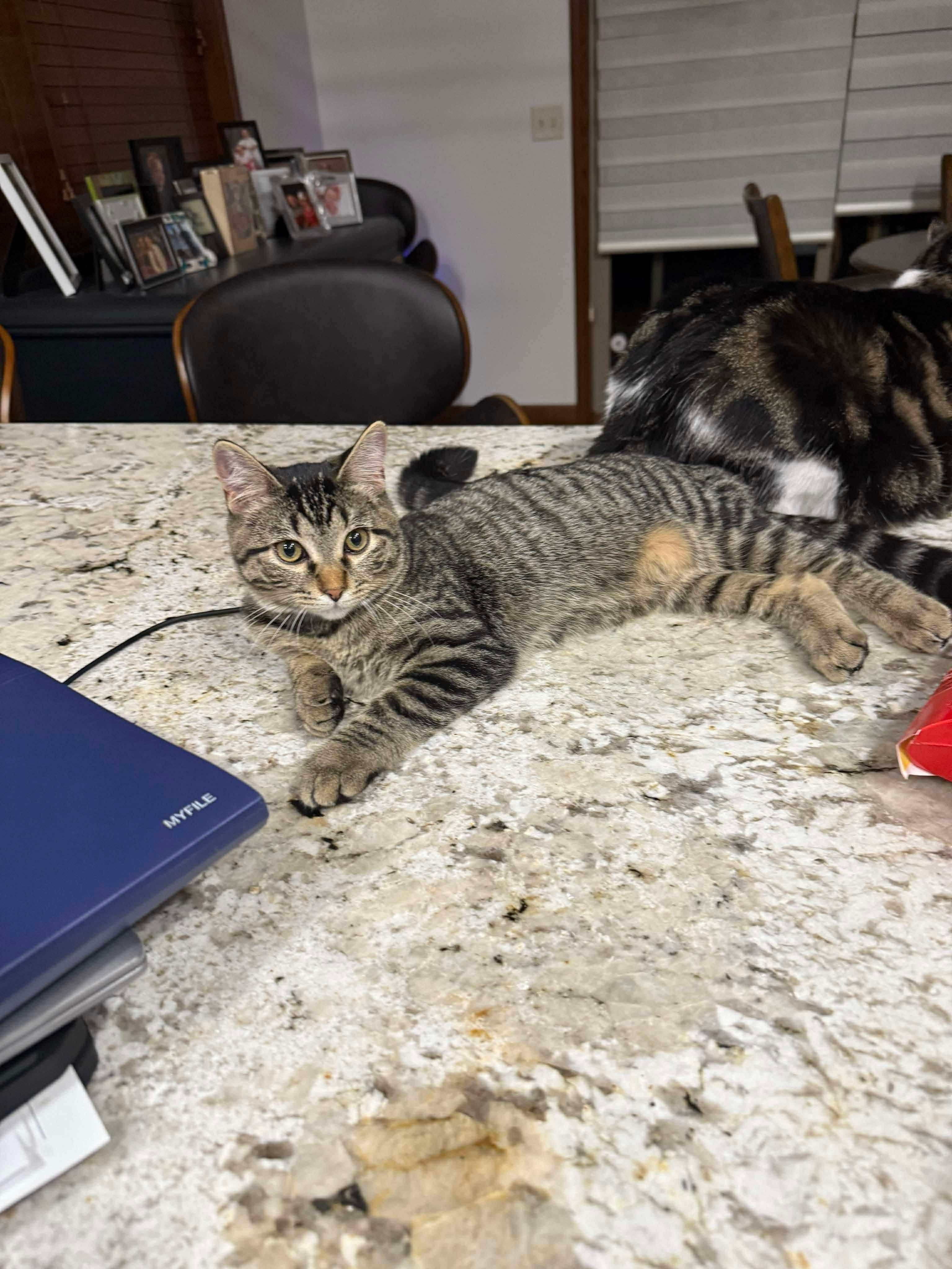 Enlarge Bubbles, a Adoptable Domestic Short Hair in Sioux Falls, SD image 2/2