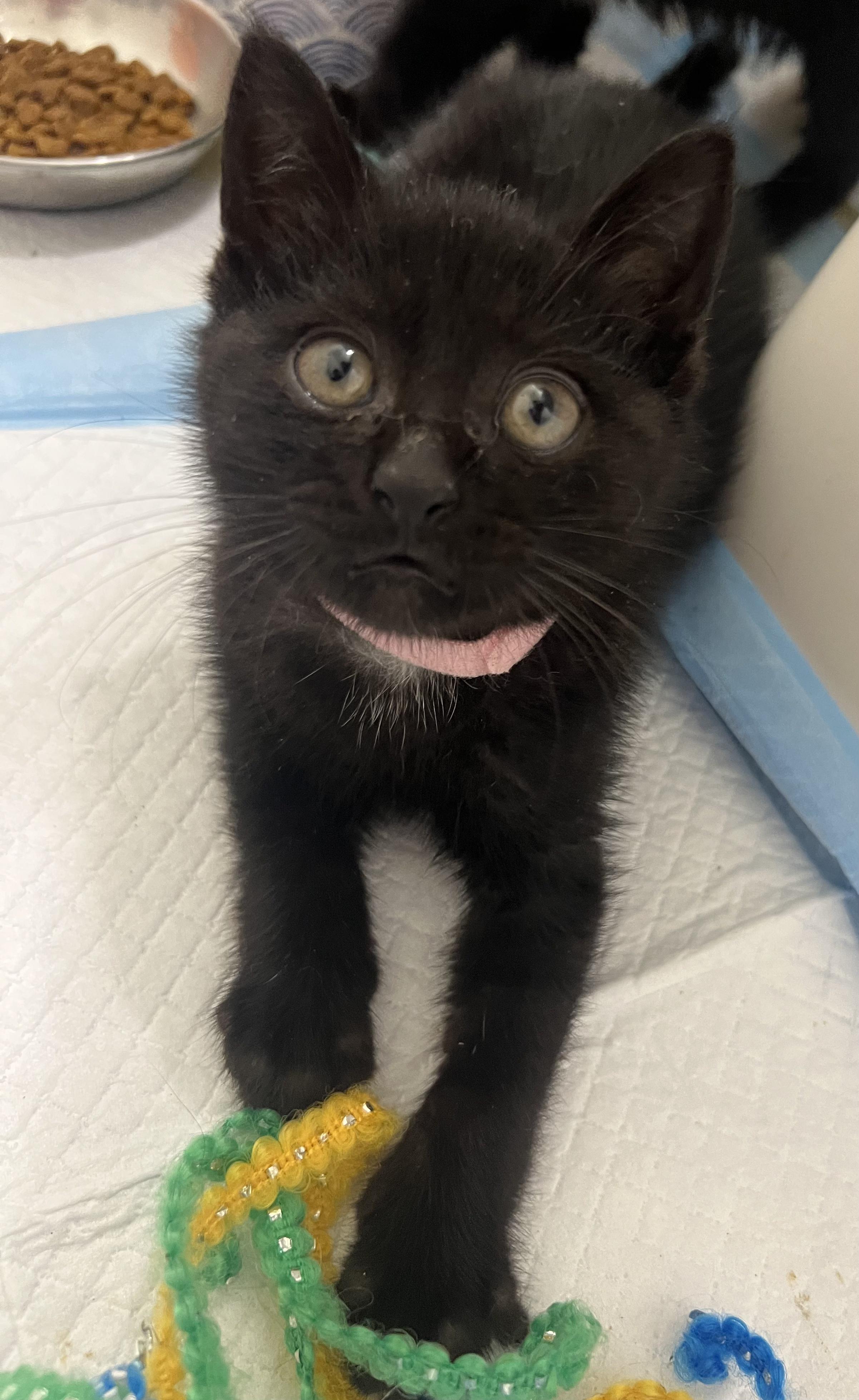 Enlarge Parsnip, a Adoptable Domestic Short Hair in Toledo, OH image 2/5