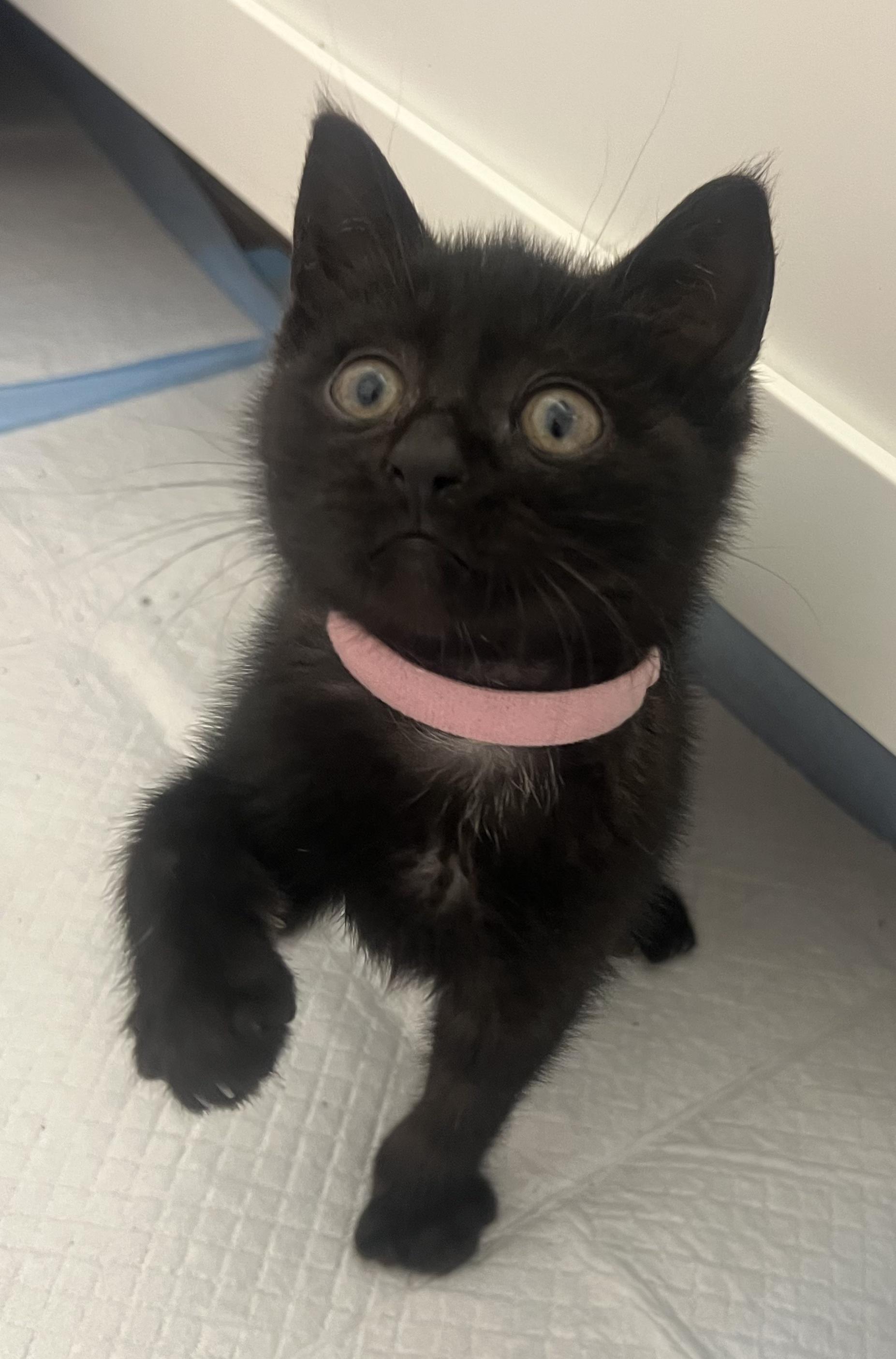 Enlarge Parsnip, a Adoptable Domestic Short Hair in Toledo, OH image 4/5