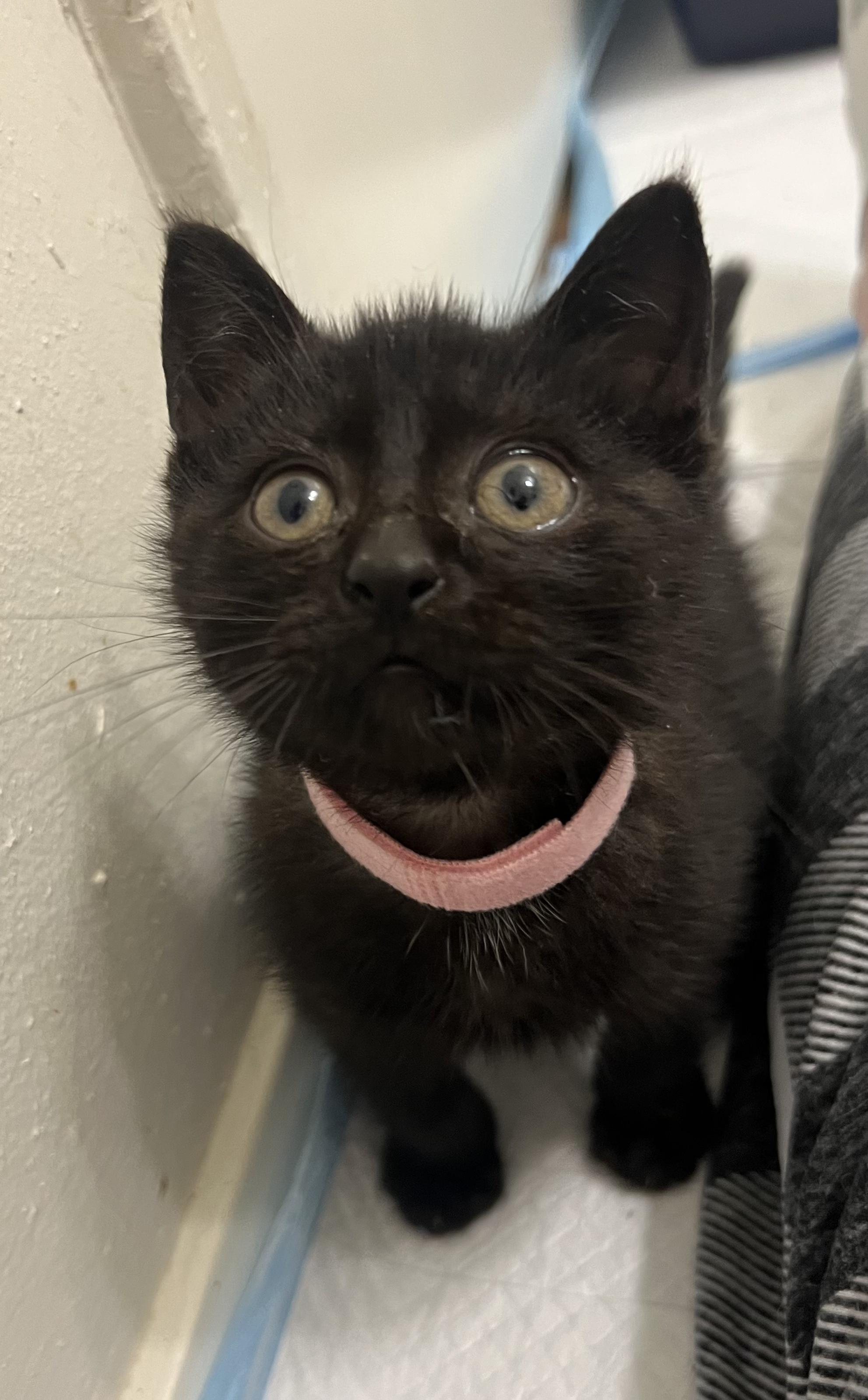 Enlarge Parsnip, a Adoptable Domestic Short Hair in Toledo, OH image 3/5