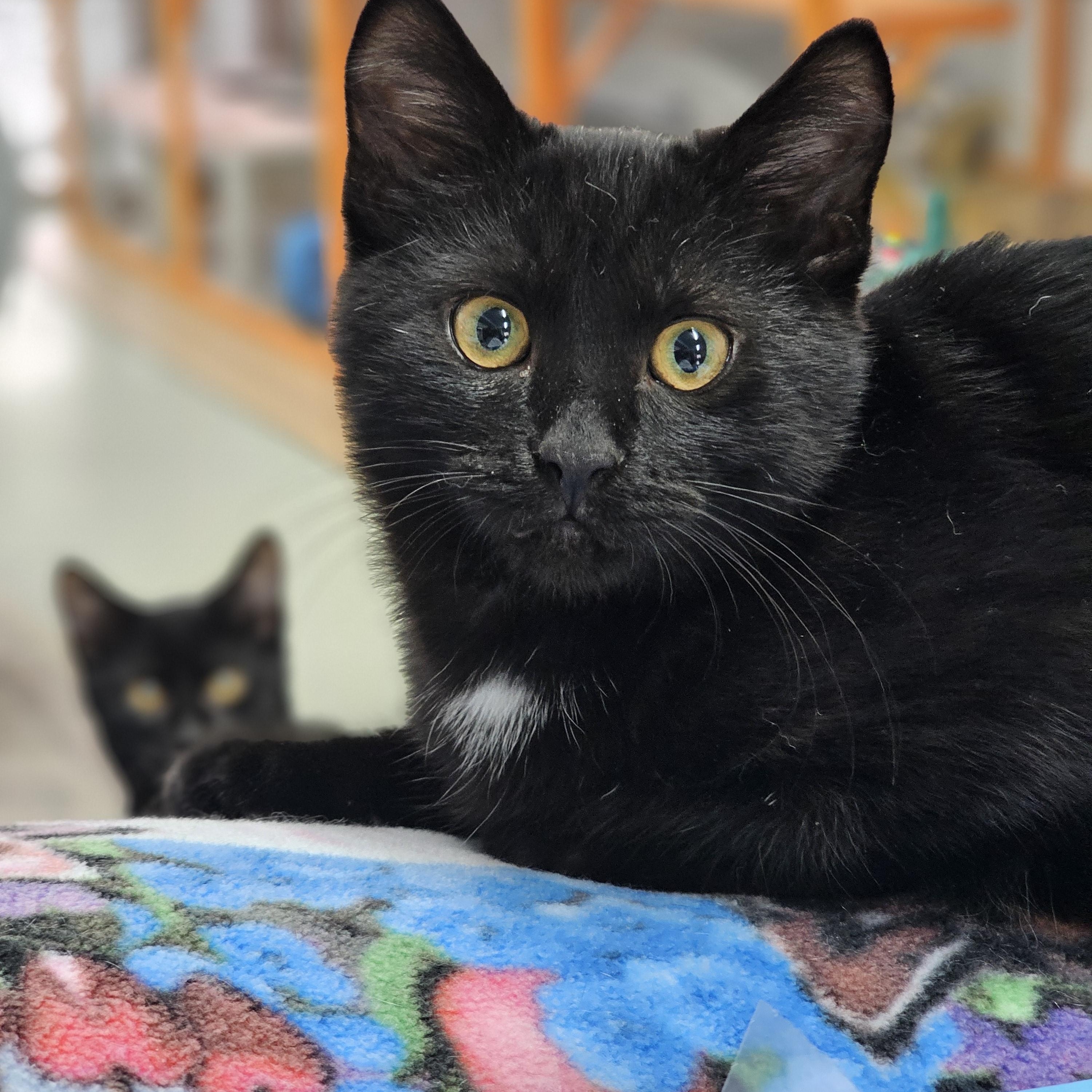 Enlarge Parsnip, a Adoptable Domestic Short Hair in Toledo, OH image 1/5