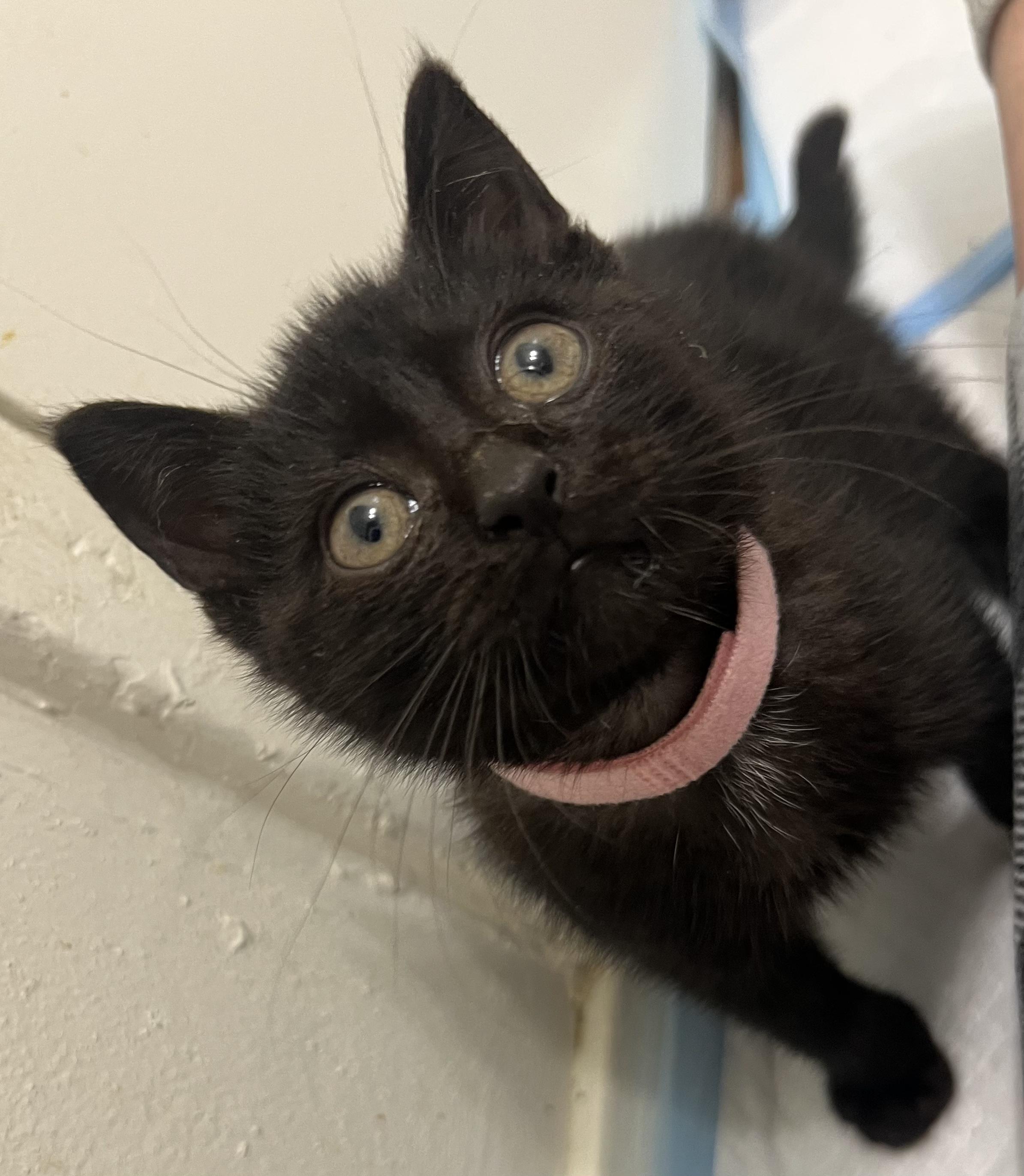Enlarge Parsnip, a Adoptable Domestic Short Hair in Toledo, OH image 5/5