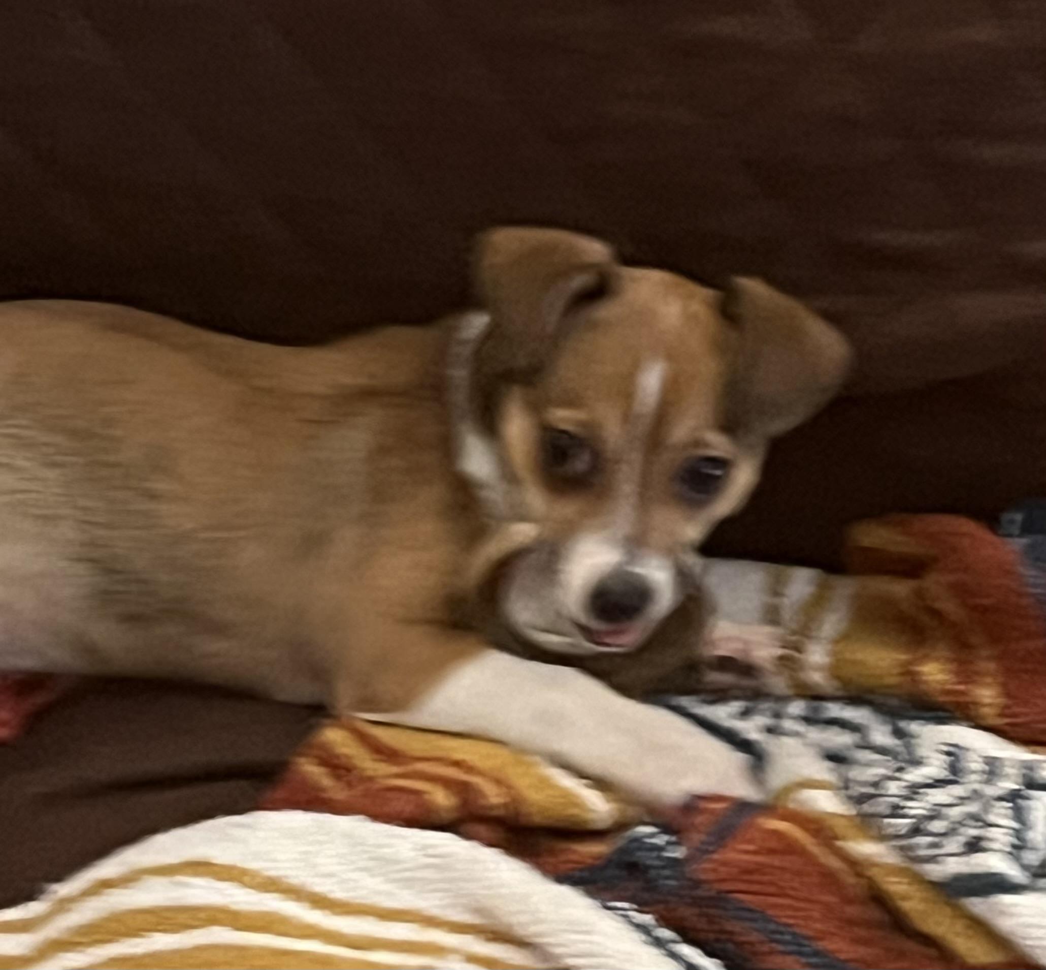 Enlarge Tawny, a Adoptable mixed breed in Lucerne Valley, CA image 1/1