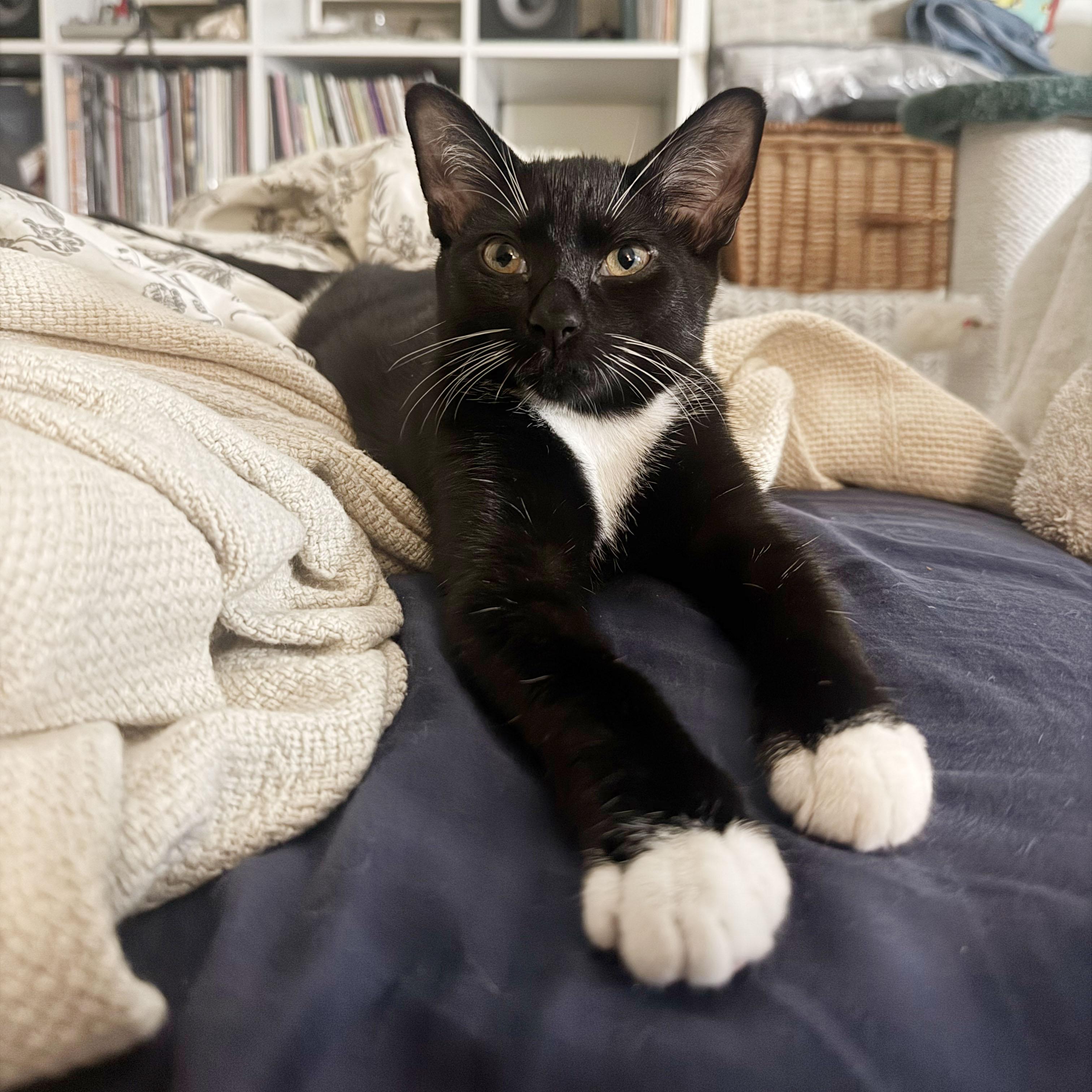 Enlarge Tums, a Adoptable Domestic Short Hair in BROOKLYN, NY image 6/6
