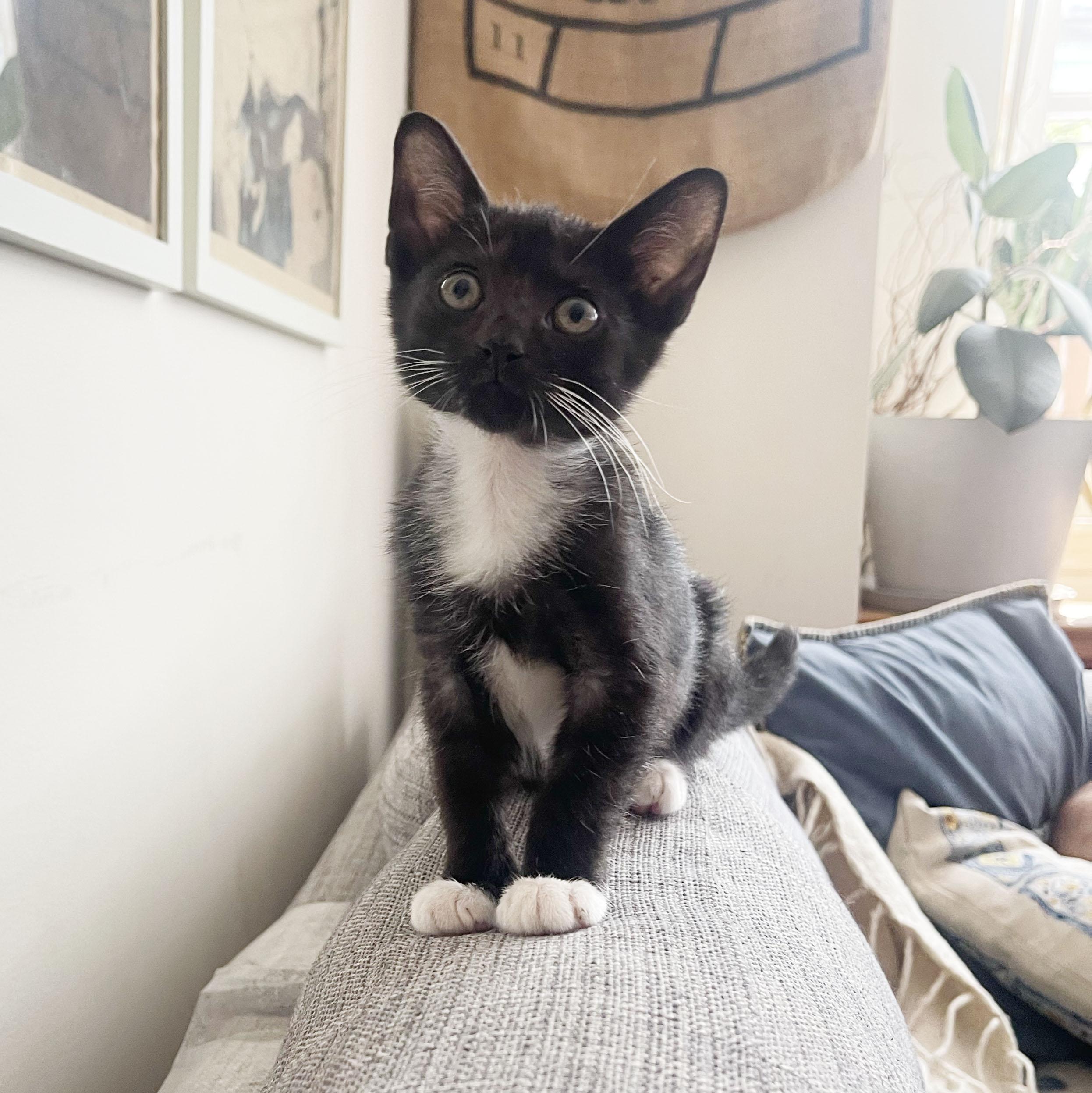 Tums, a ADOPTABLE Domestic Short Hair in BROOKLYN, NY image 1/6