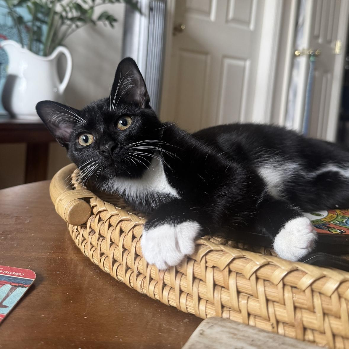 Enlarge Tums, a Adoptable Domestic Short Hair in BROOKLYN, NY image 3/6