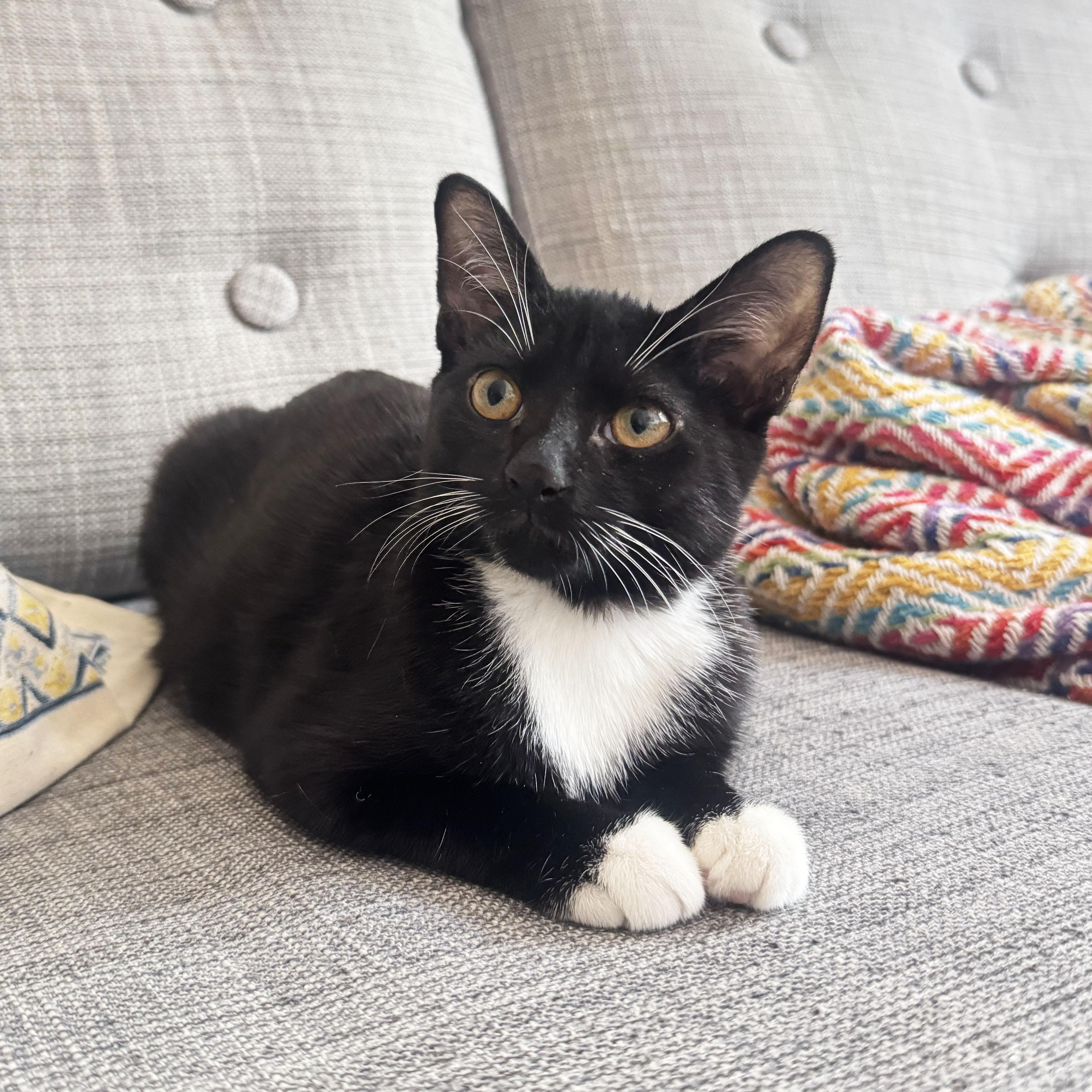 Tums, Adoptable, Kitten Female Domestic Short Hair.