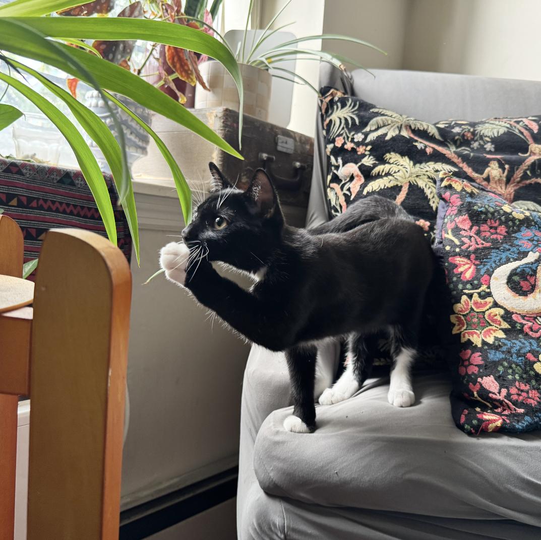 Enlarge Tums, a Adoptable Domestic Short Hair in BROOKLYN, NY image 4/6