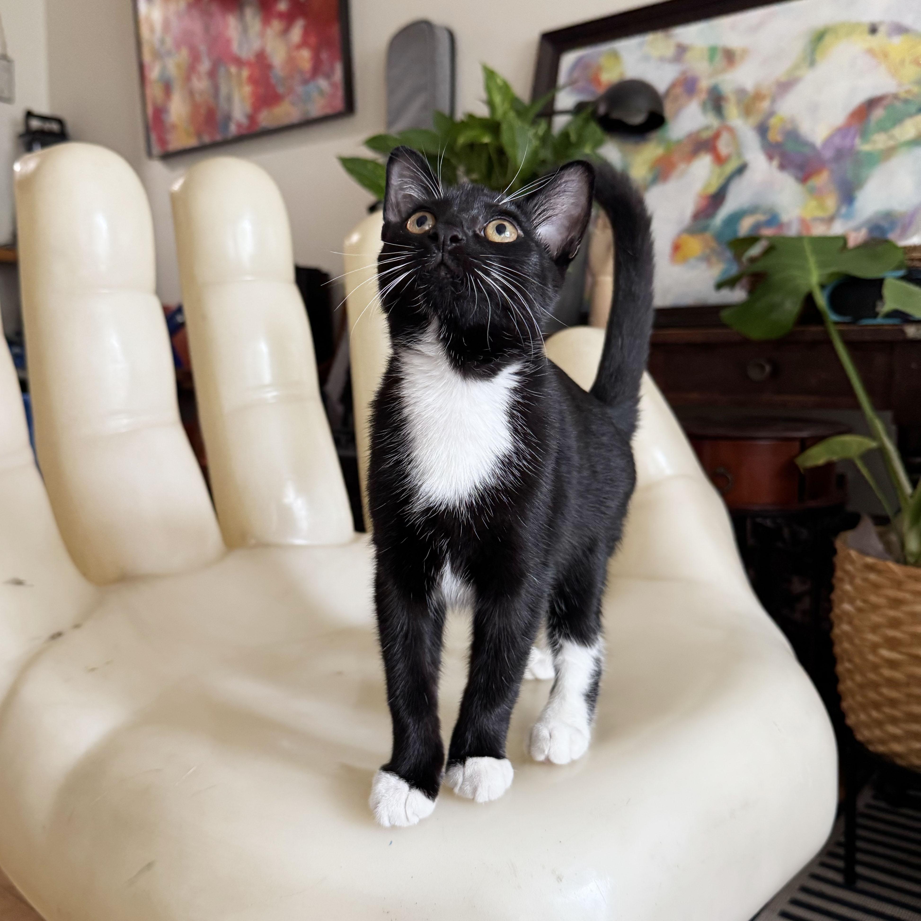 Enlarge Tums, a Adoptable Domestic Short Hair in BROOKLYN, NY image 5/6
