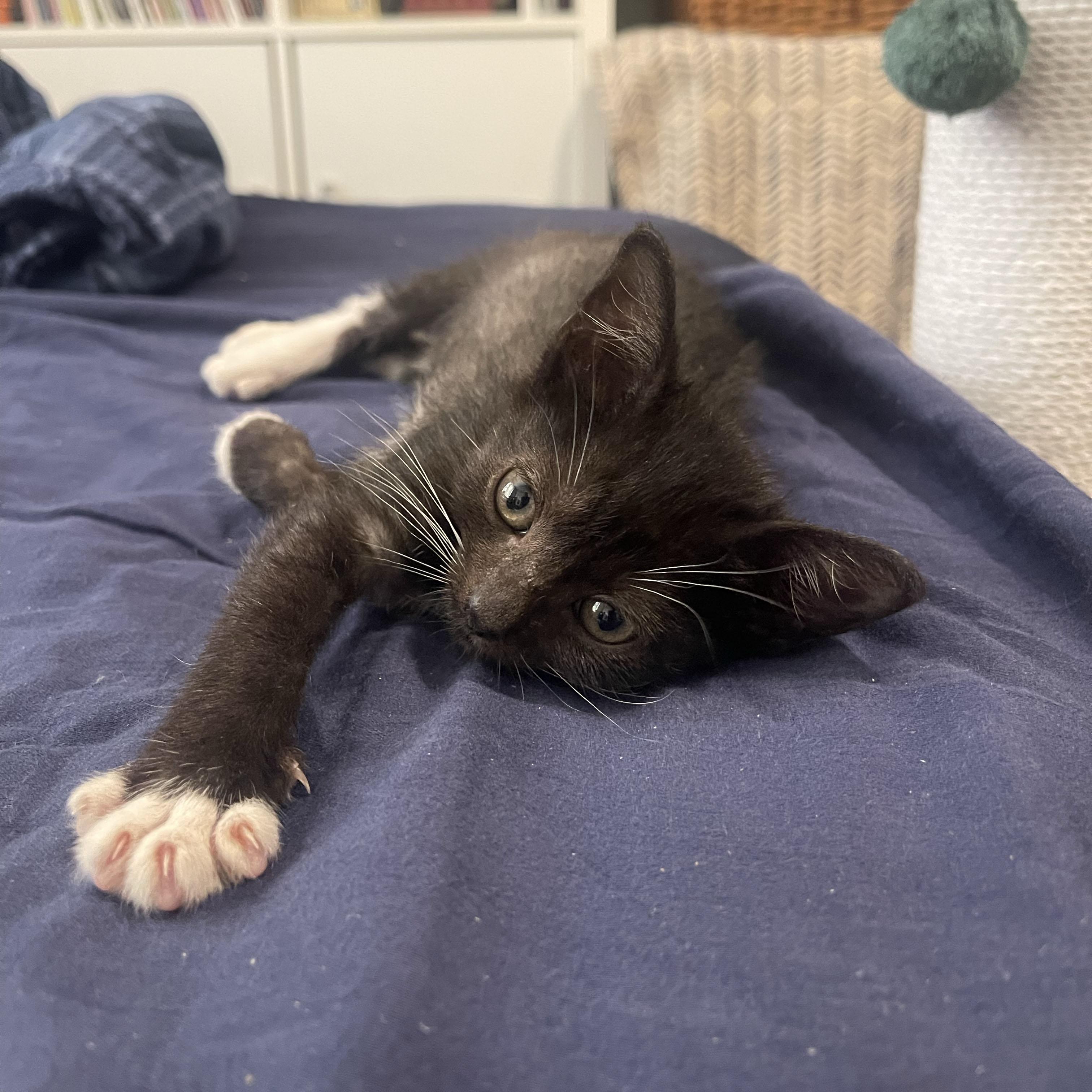 Tums, a ADOPTABLE Domestic Short Hair in BROOKLYN, NY image 2/6