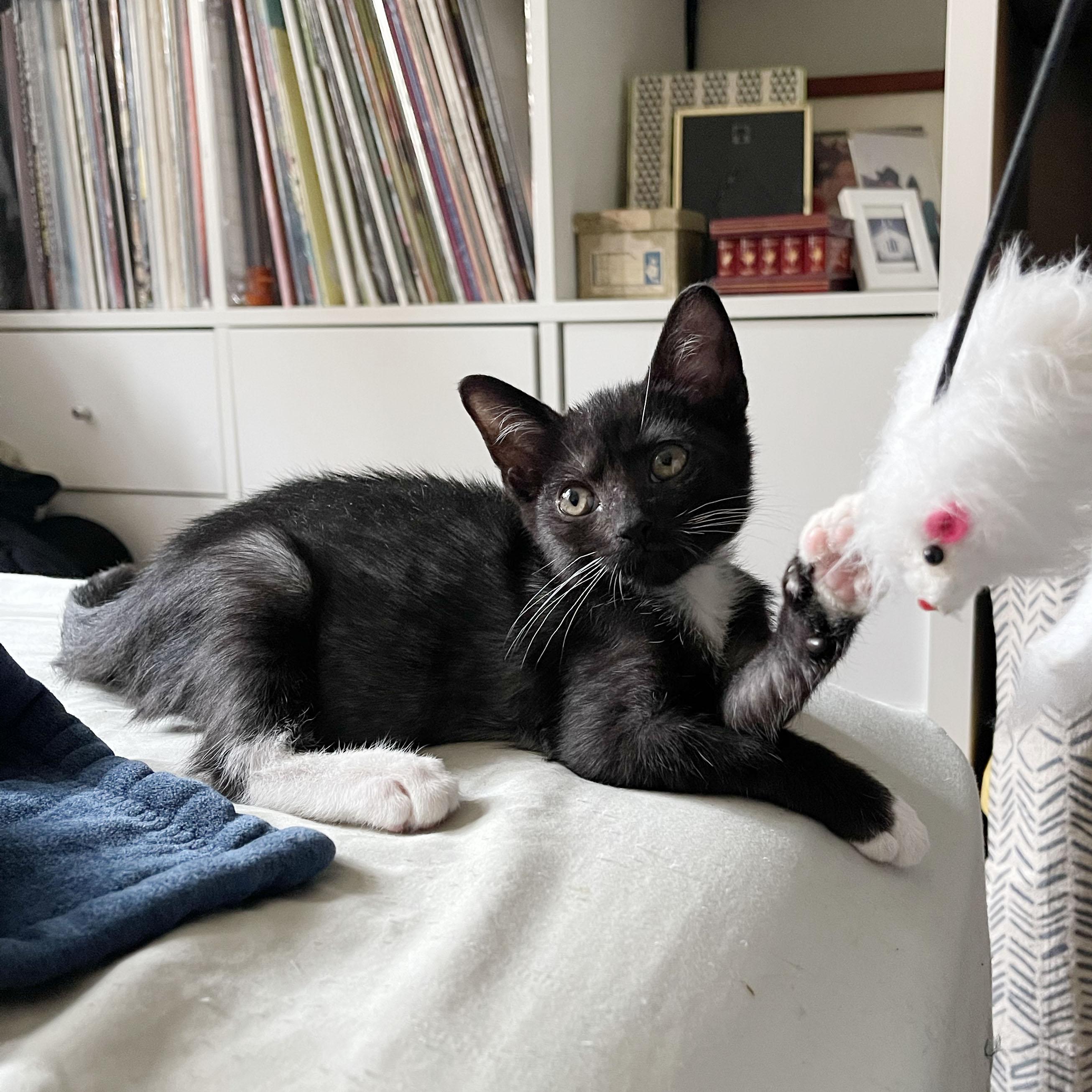 Tums, a ADOPTABLE Domestic Short Hair in BROOKLYN, NY image 5/6