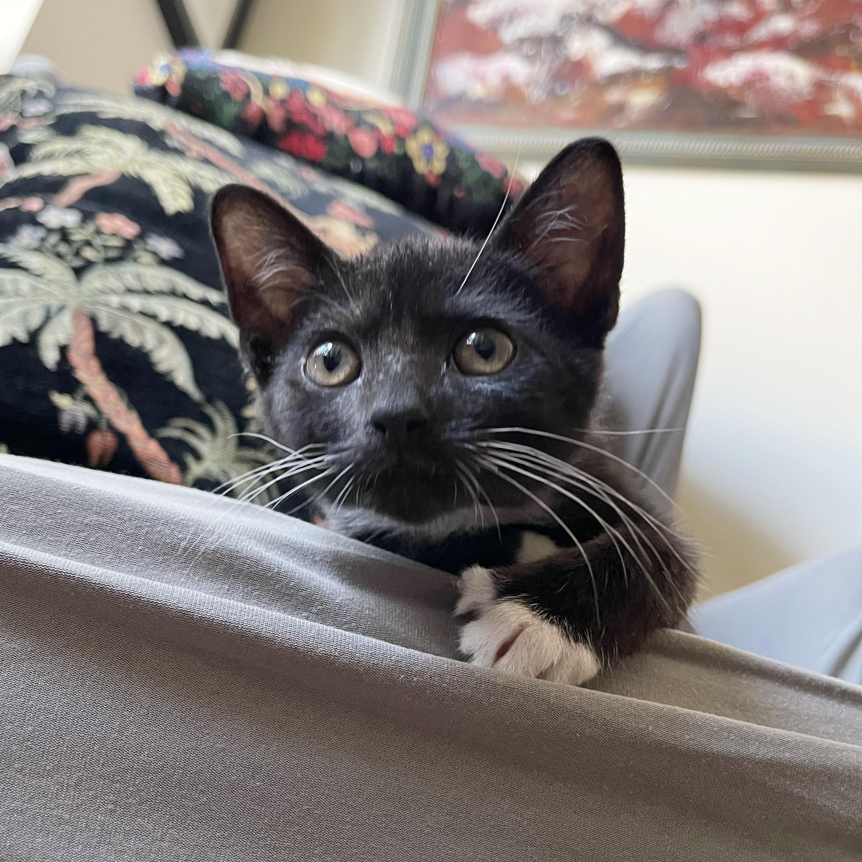 Tums, a ADOPTABLE Domestic Short Hair in BROOKLYN, NY image 3/6