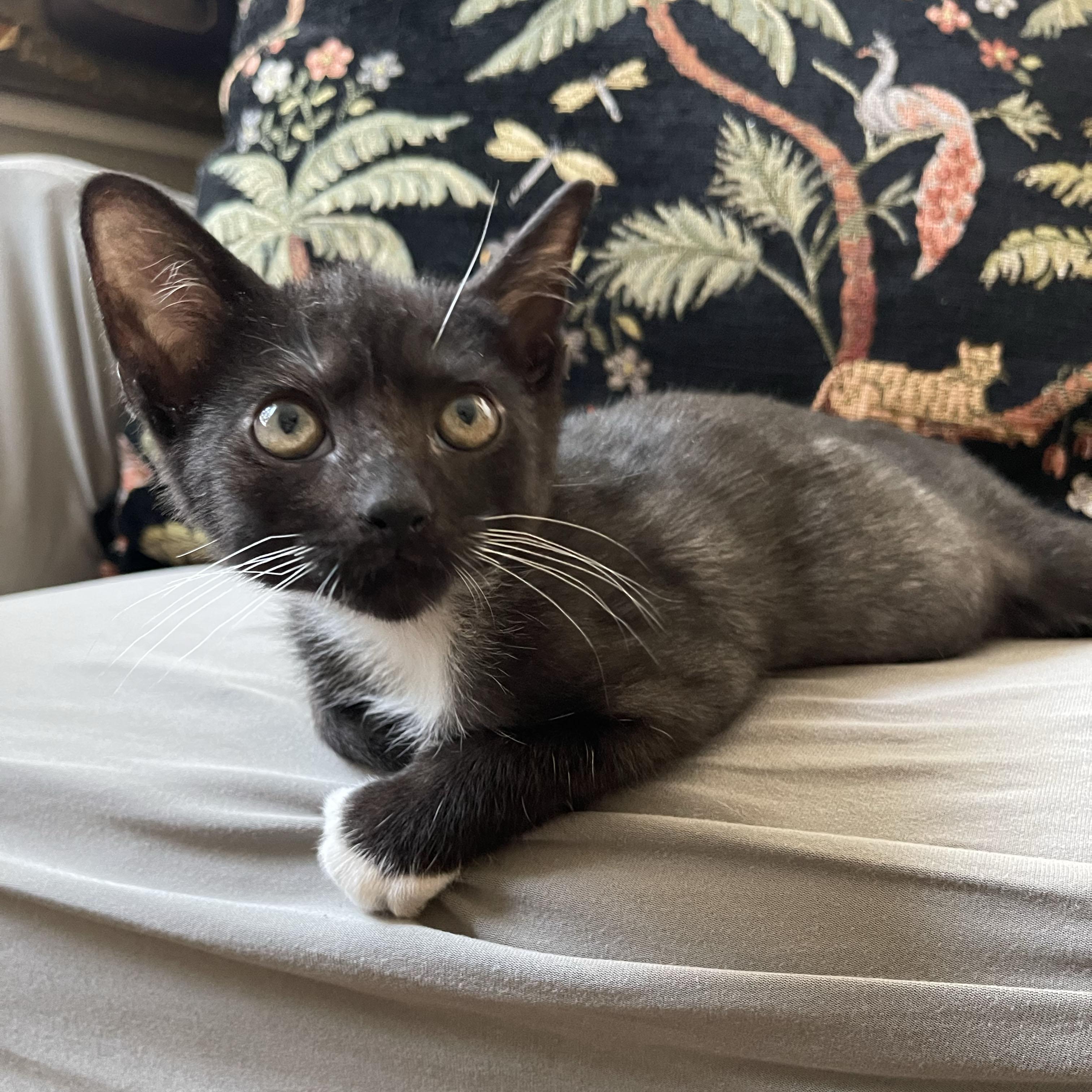 Tums, a ADOPTABLE Domestic Short Hair in BROOKLYN, NY image 6/6