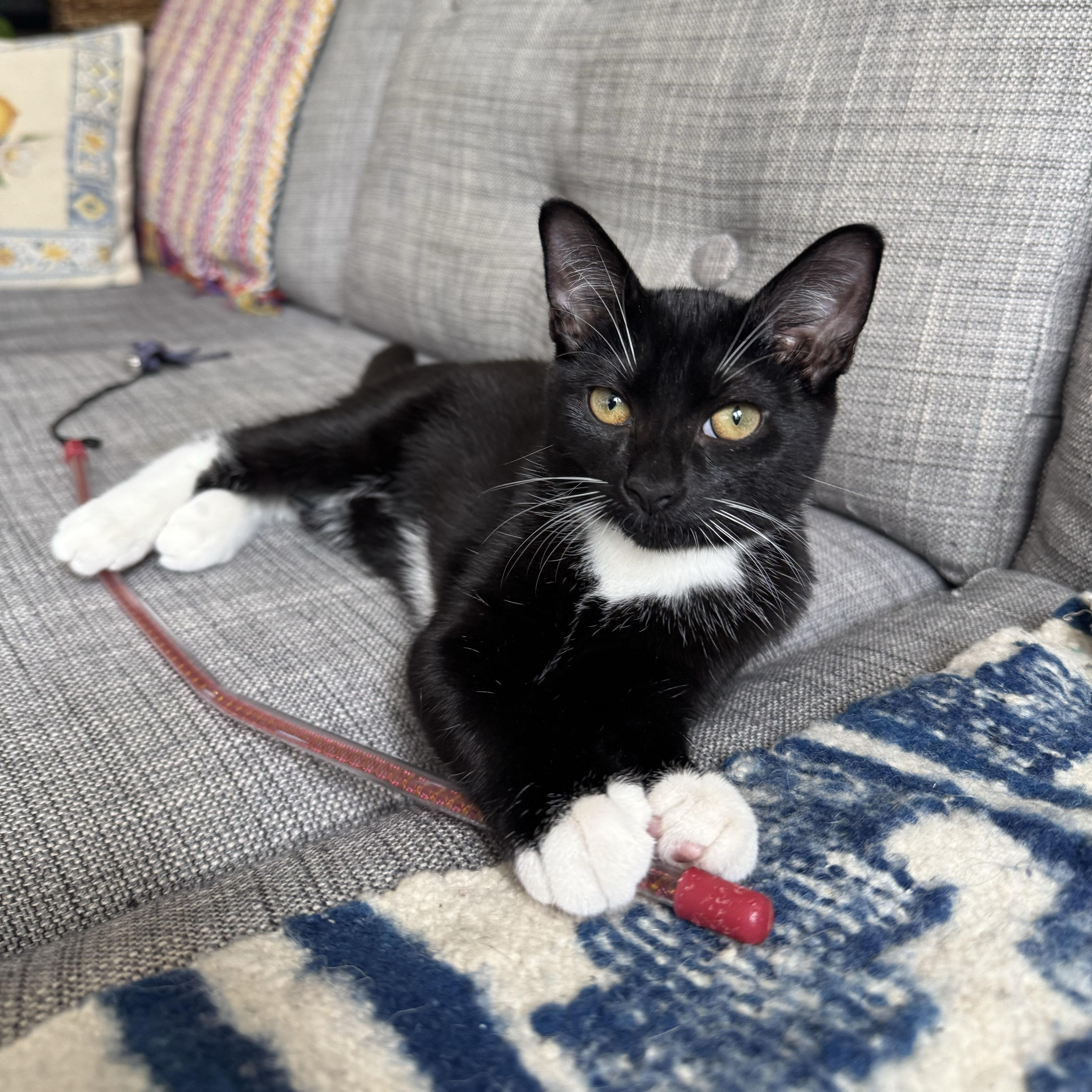 Enlarge Tums, a Adoptable Domestic Short Hair in BROOKLYN, NY image 2/6