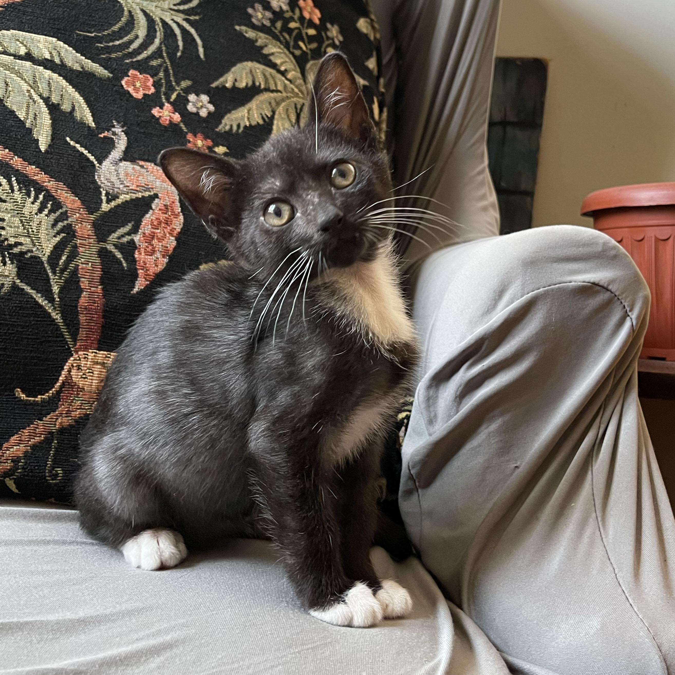 Tums, a ADOPTABLE Domestic Short Hair in BROOKLYN, NY image 4/6