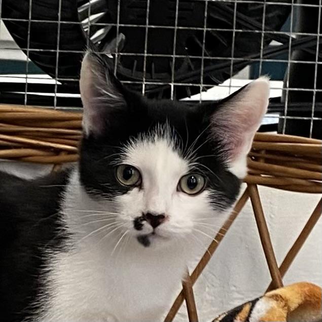 Twix, Adoptable, Kitten Female Tuxedo.