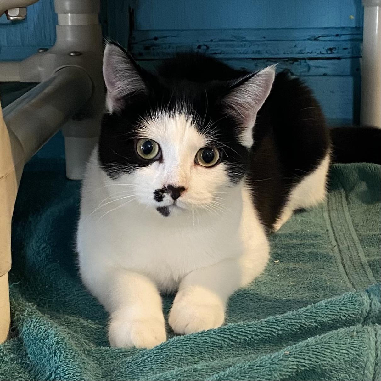 Twix, a Adoptable Tuxedo in Stanstead, QC image 2/4