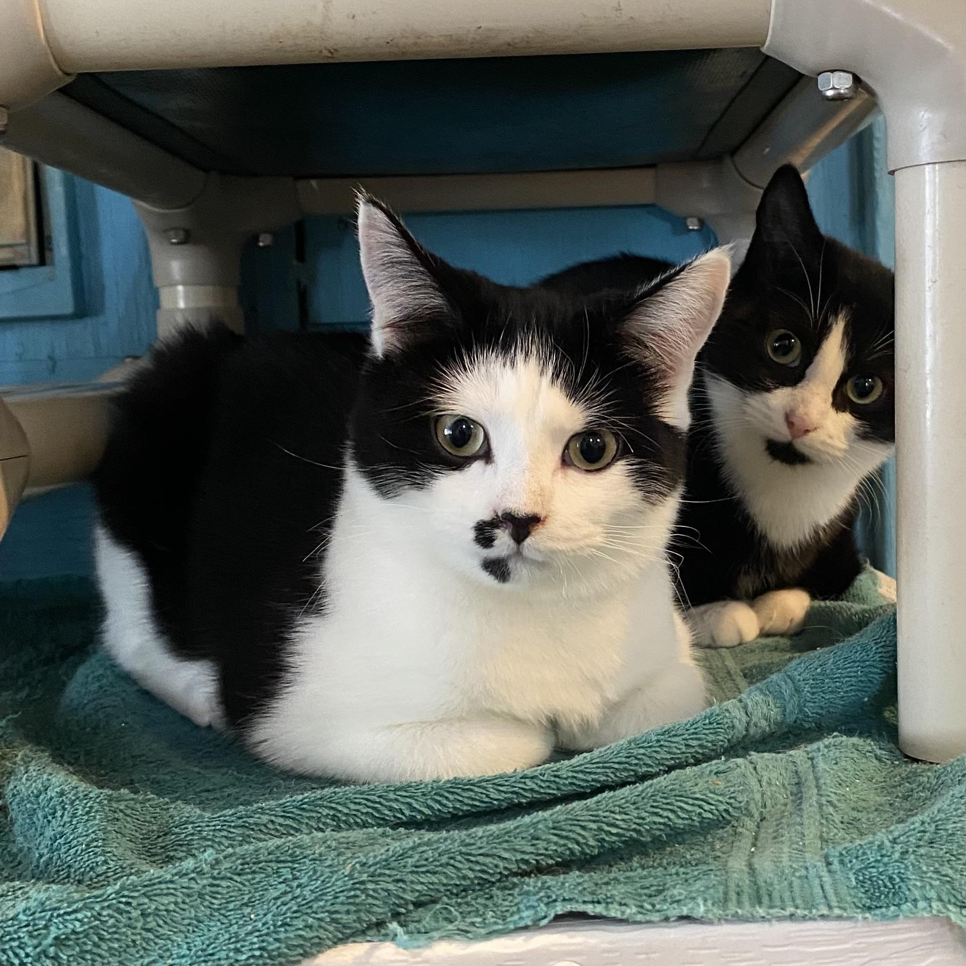 Twix, a Adoptable Tuxedo in Stanstead, QC image 3/4