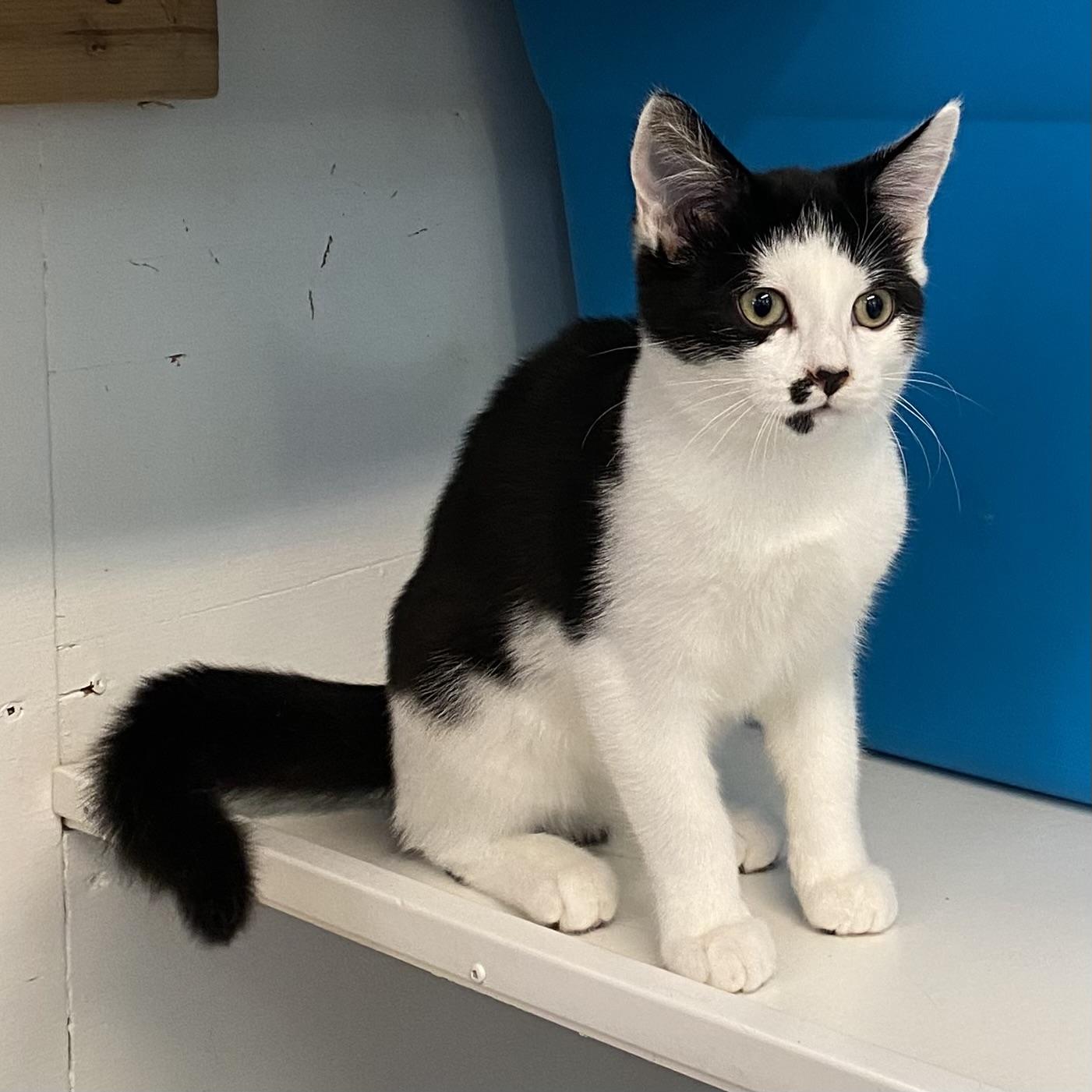 Twix, a Adoptable Tuxedo in Stanstead, QC image 4/4