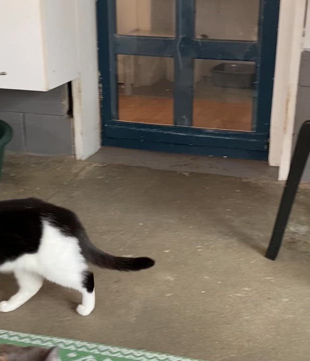 Enlarge Twix, a Adoptable Tuxedo in Stanstead, QC video 3/6