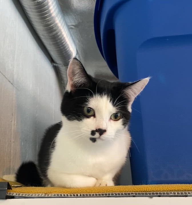 Enlarge Twix, a Adoptable Tuxedo in Stanstead, QC video 2/6