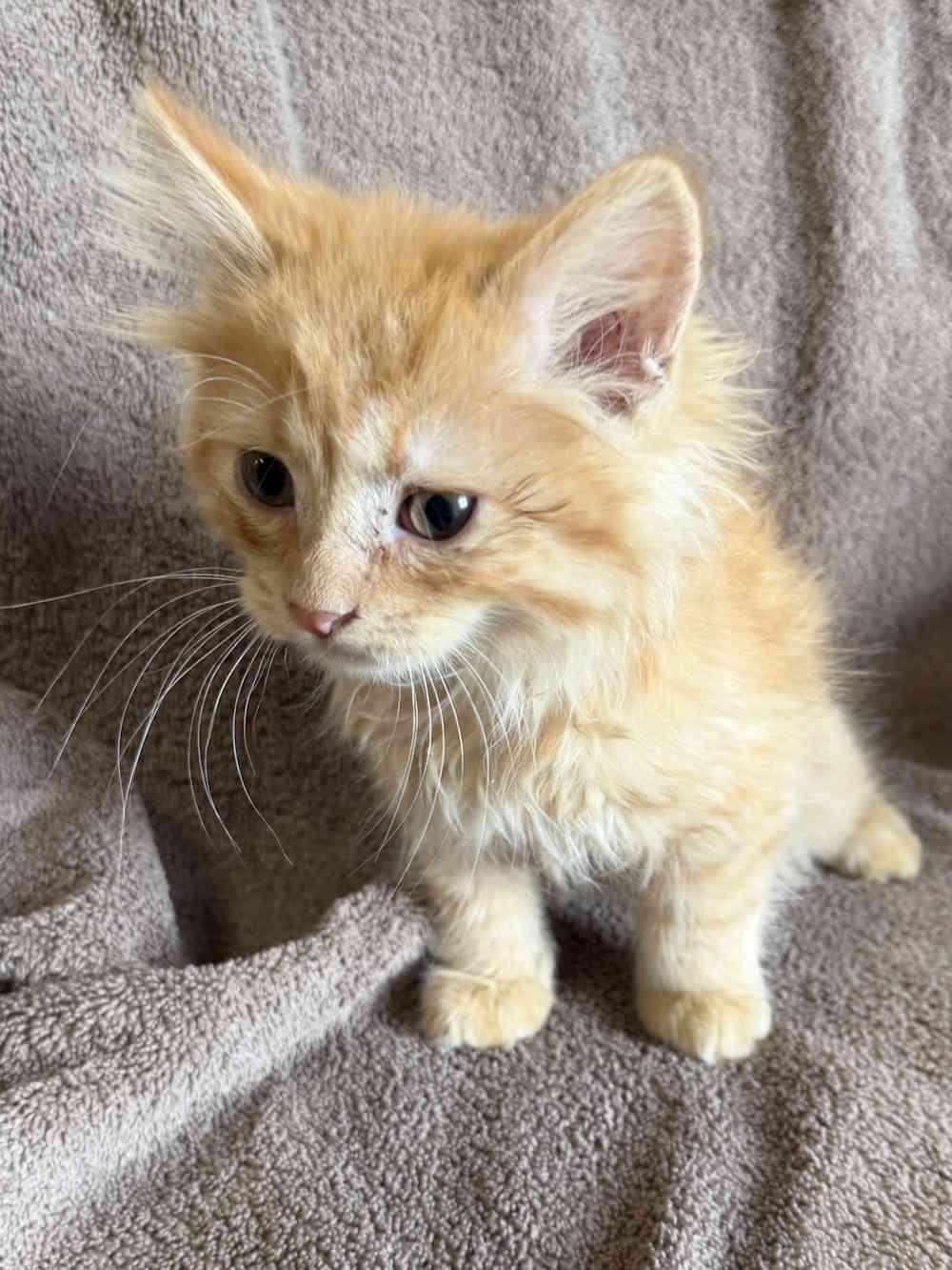 Elijah, an adopted Tabby in York, NE image 2/2