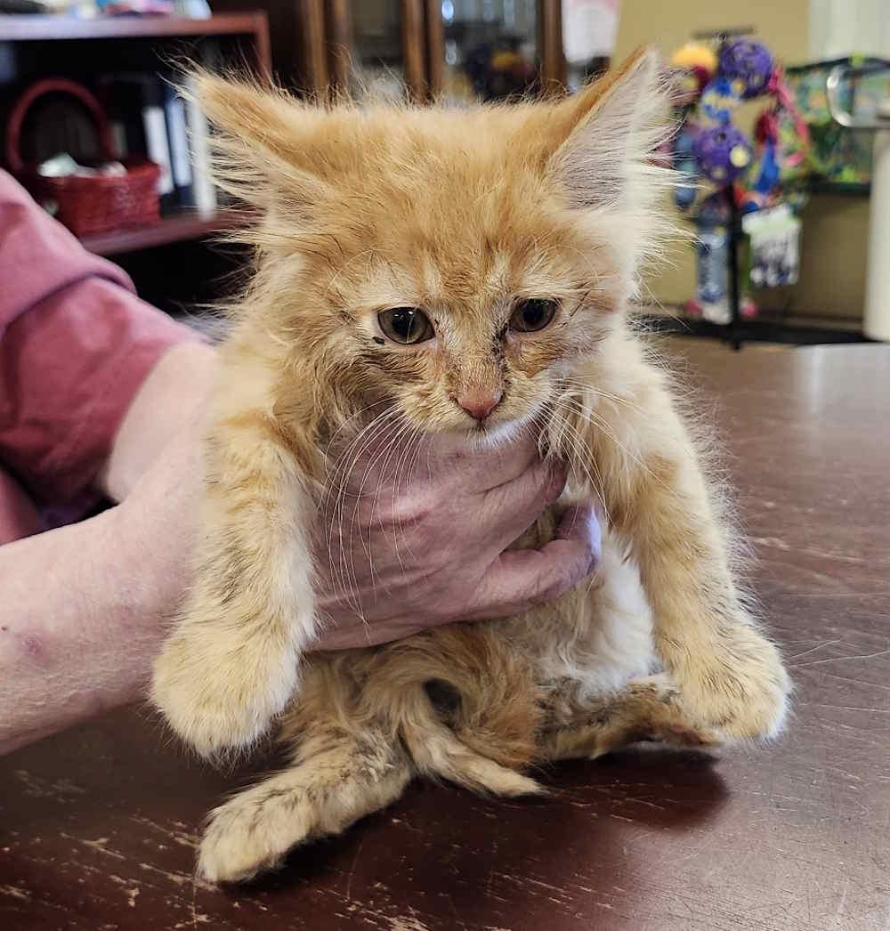 Elijah, adopted, Kitten Male Tabby.