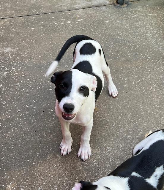 Dalmata photo 4