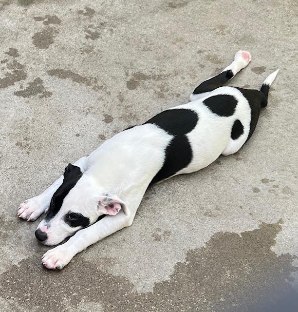 Dalmata photo 3